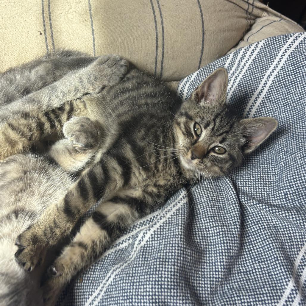 Enlarge Johnny, a Adoptable Domestic Short Hair in Richmond, VA image 5/6