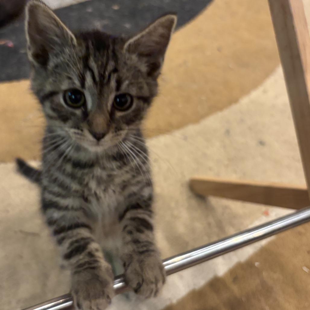 Enlarge Johnny, a Adoptable Domestic Short Hair in Richmond, VA image 6/6