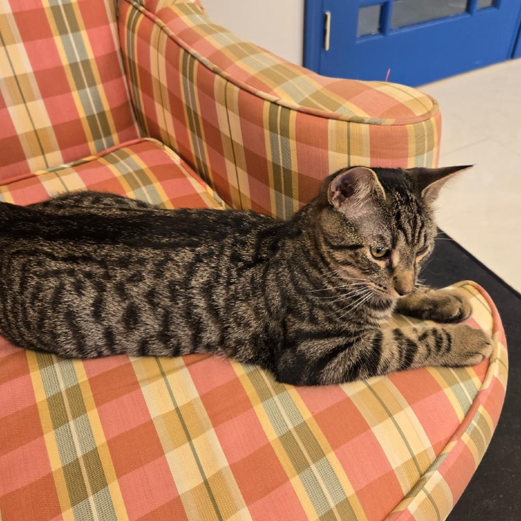 Enlarge Johnny, a Adoptable Domestic Short Hair in Richmond, VA image 4/5