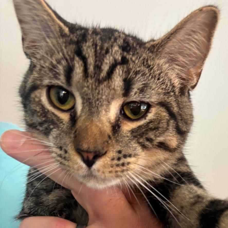 Enlarge Johnny, a Adoptable Domestic Short Hair in Richmond, VA image 5/5