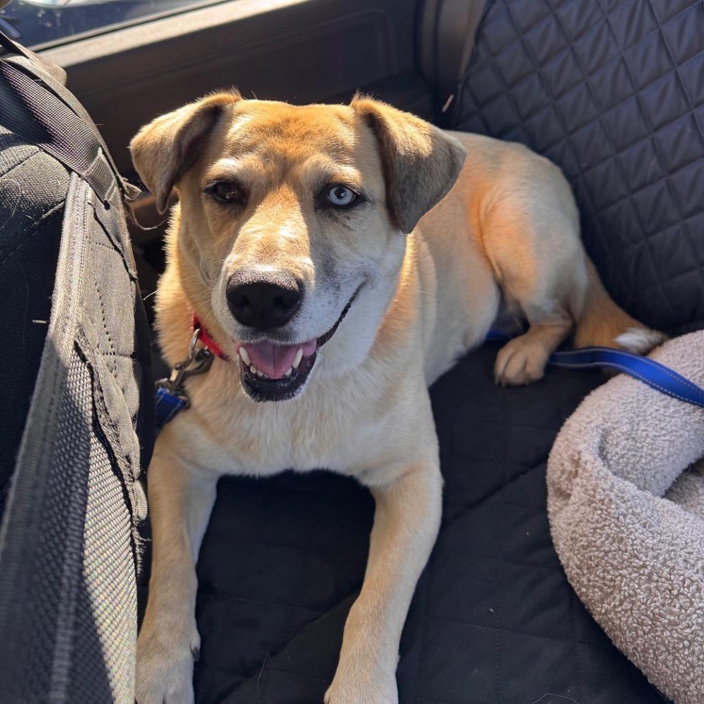 Sadie - Sweetest Angel!, Adoptable, Senior Female Mixed Breed.