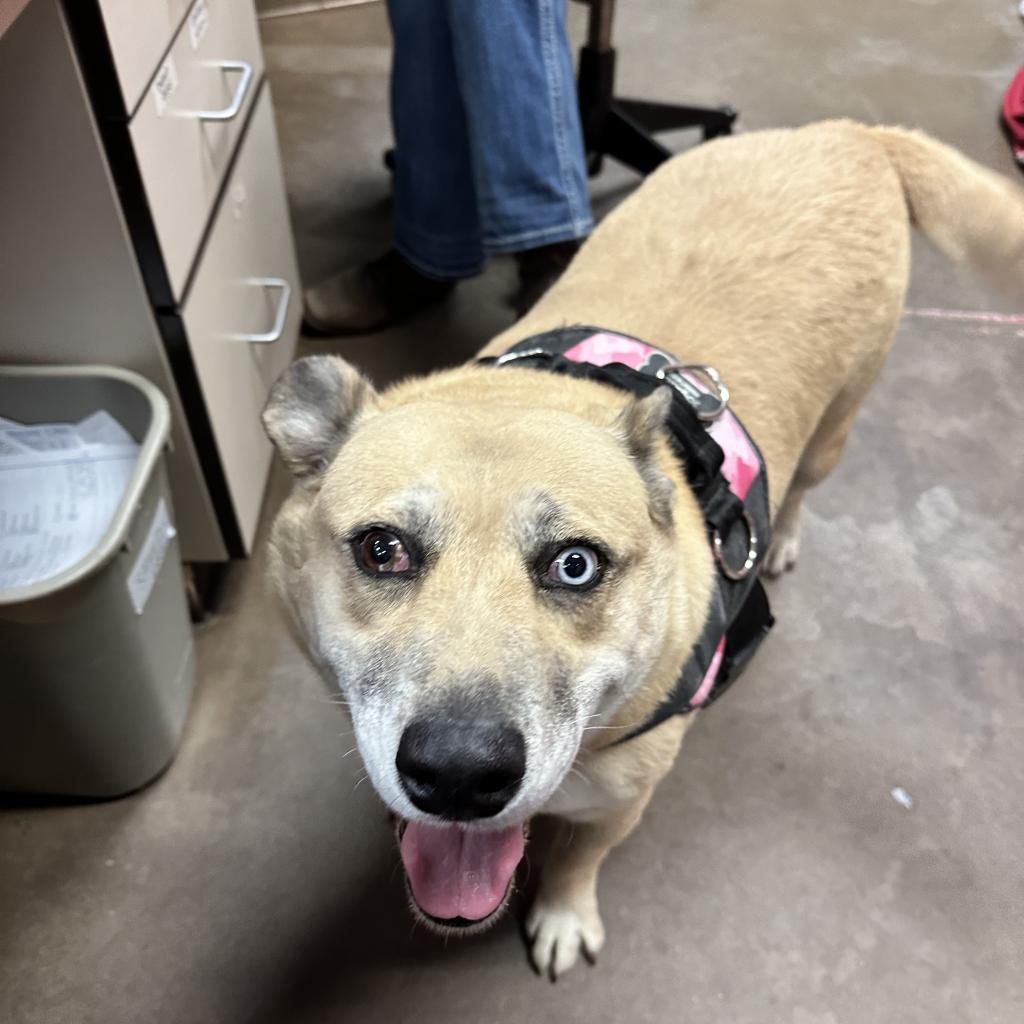 Sadie - Sweetest Angel!, a Adoptable mixed breed in Flagstaff, AZ image 2/6