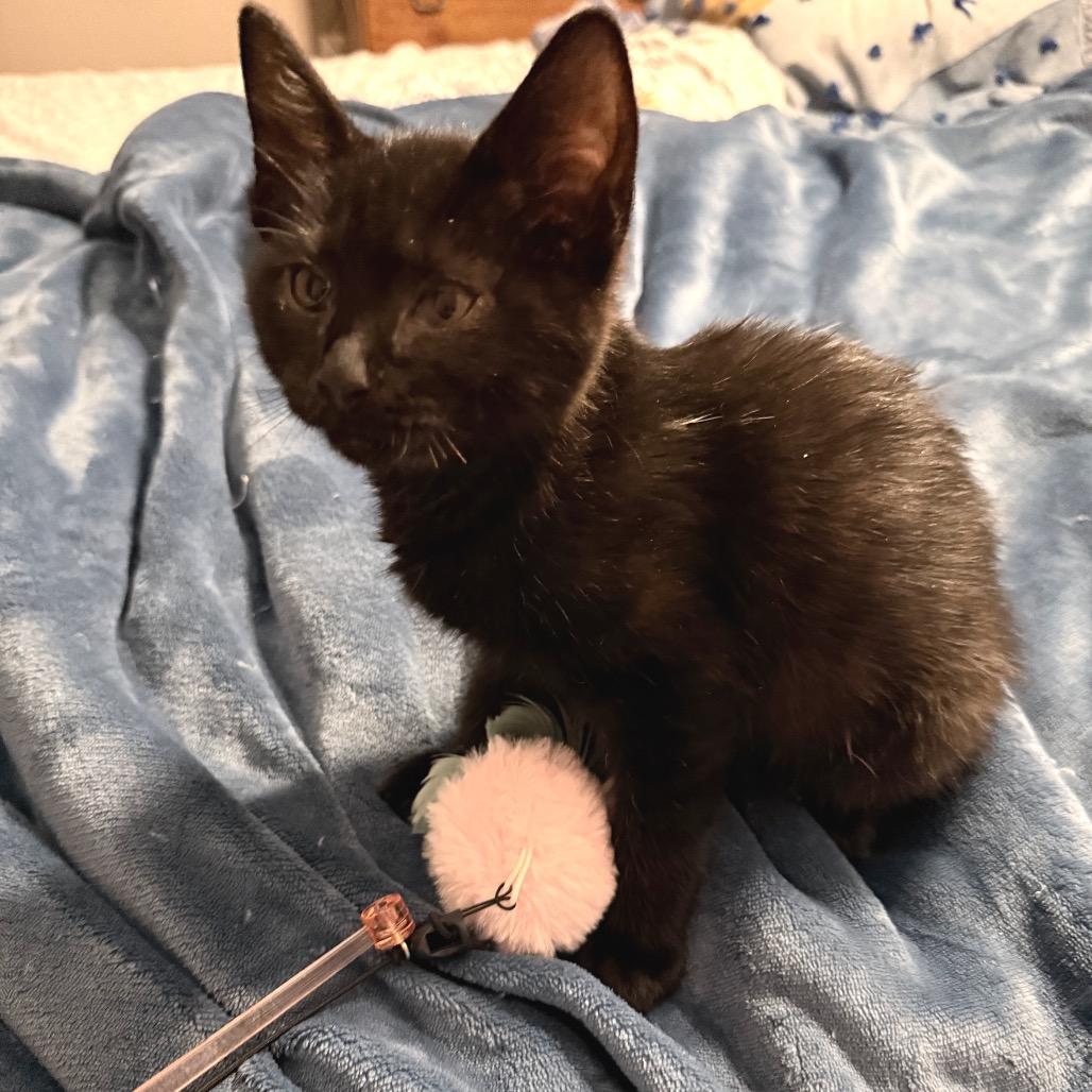 Winston, Adoptable, Kitten Male Domestic Short Hair & Domestic Short Hair.