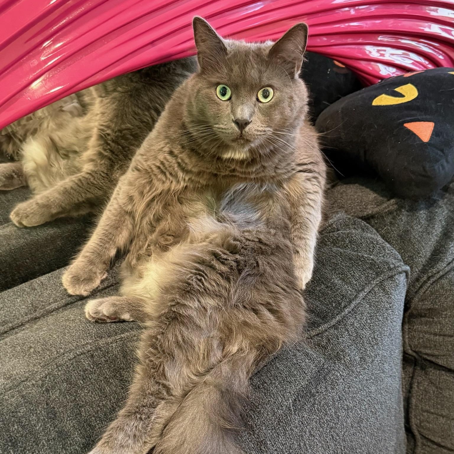 Macy Gray, Adoptable, Adult Female Domestic Long Hair & Nebelung.