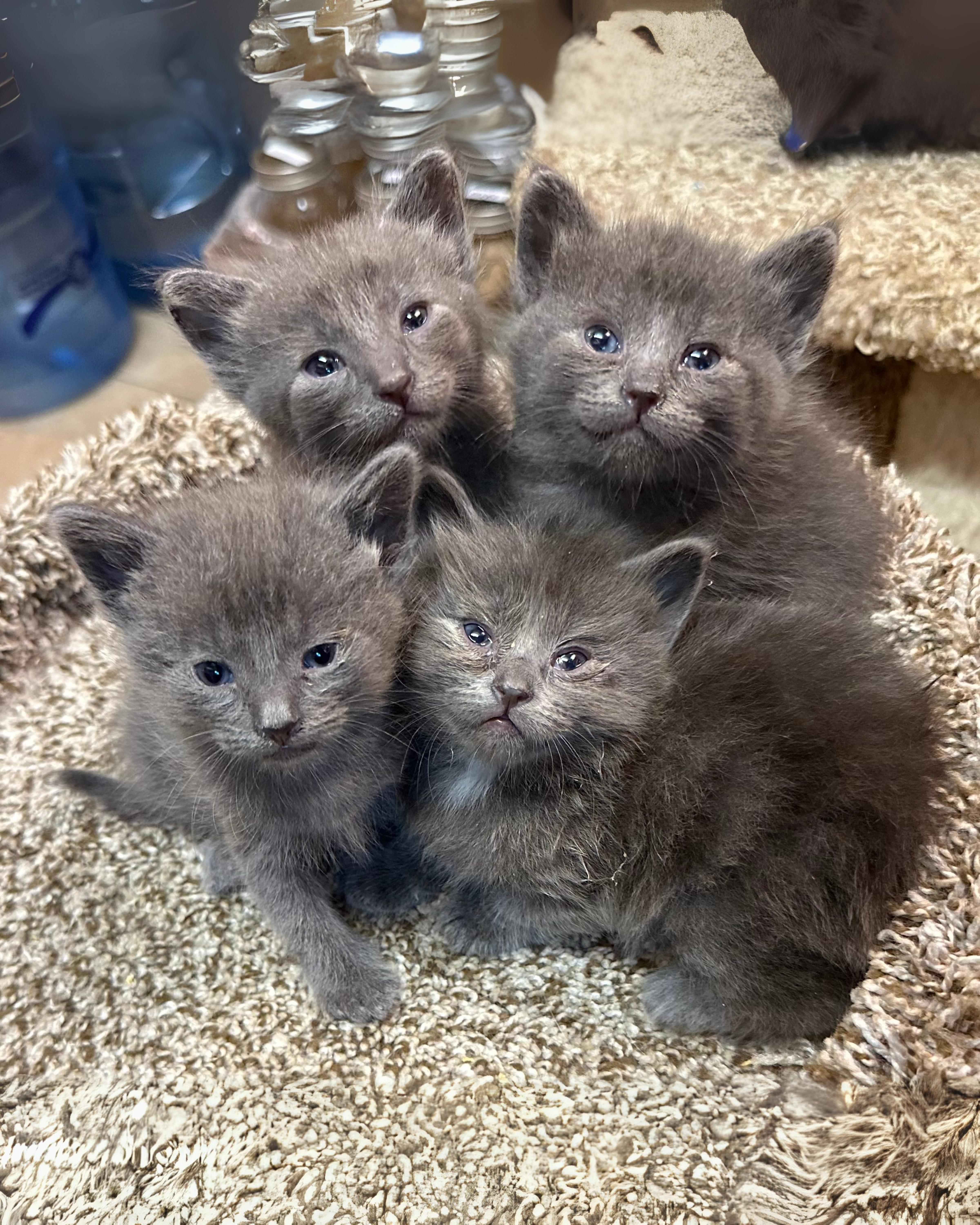 Macy Gray, a Adoptable mixed breed in Sherman Oaks, CA image 2/3