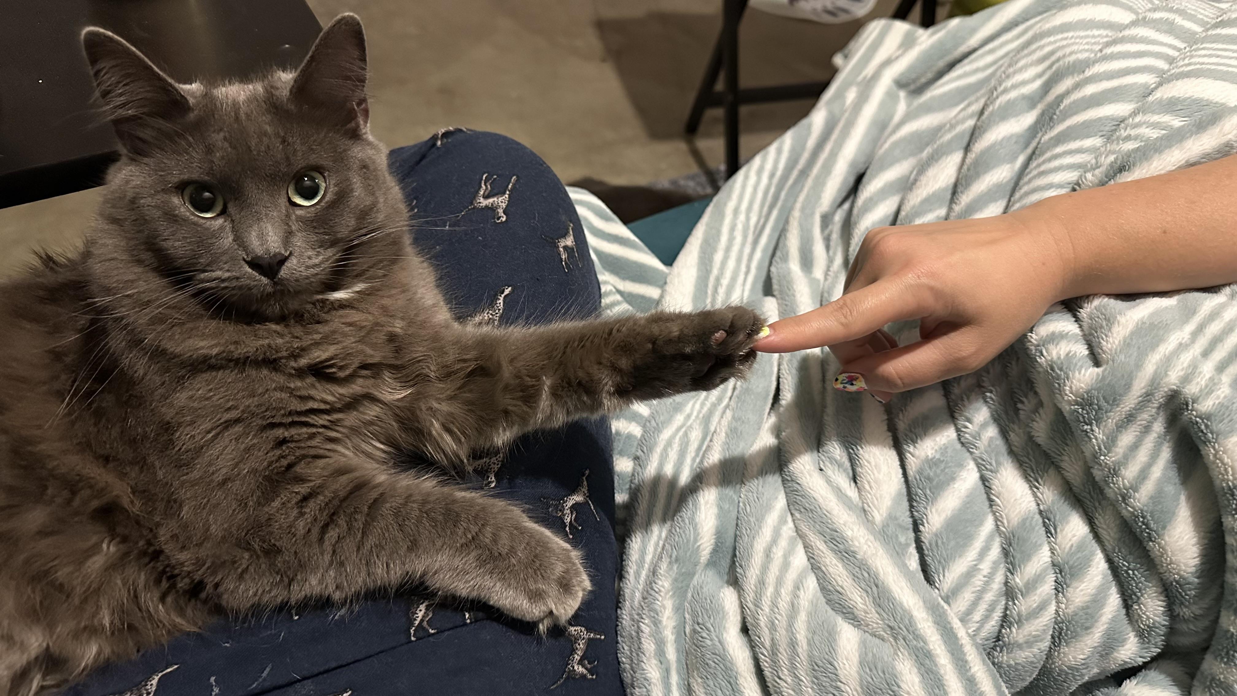 Macy Gray, a Adoptable mixed breed in Sherman Oaks, CA image 3/3