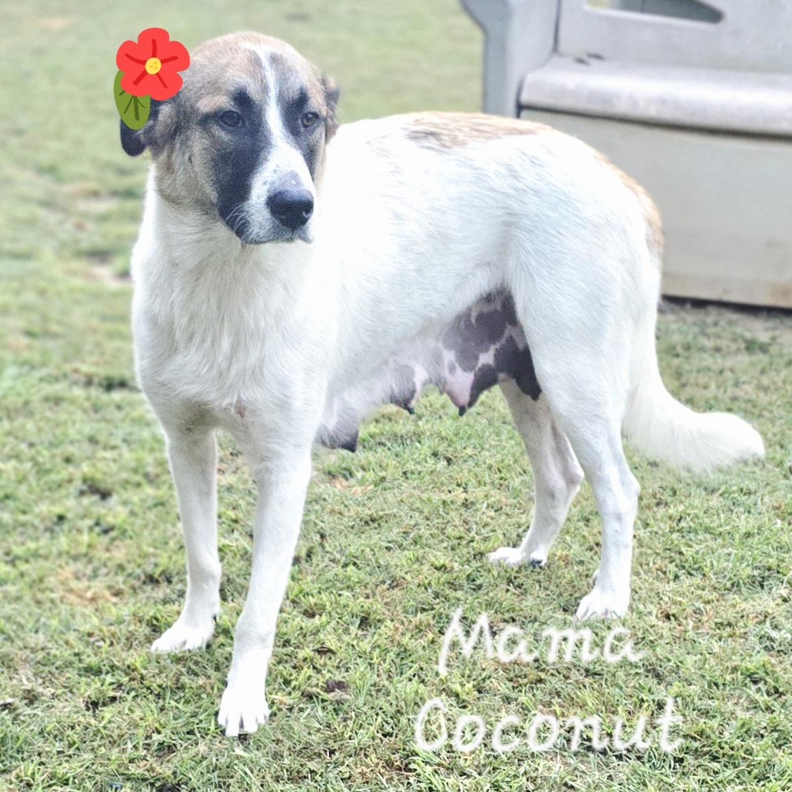 Coconut, a Adoptable Anatolian Shepherd in Athens, AL image 1/6