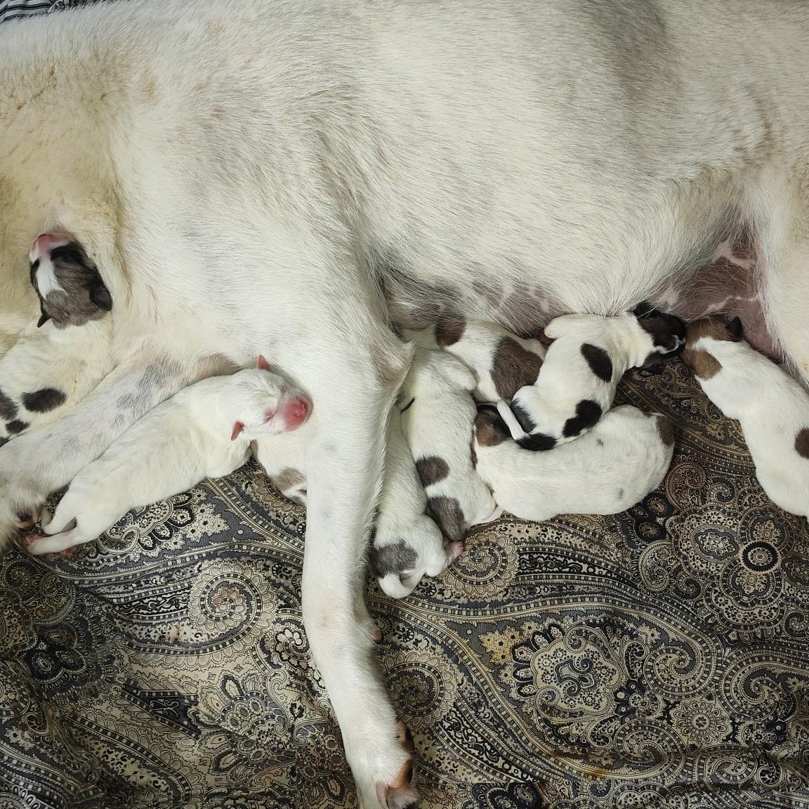 Coconut, a Adoptable Anatolian Shepherd in Athens, AL image 2/6