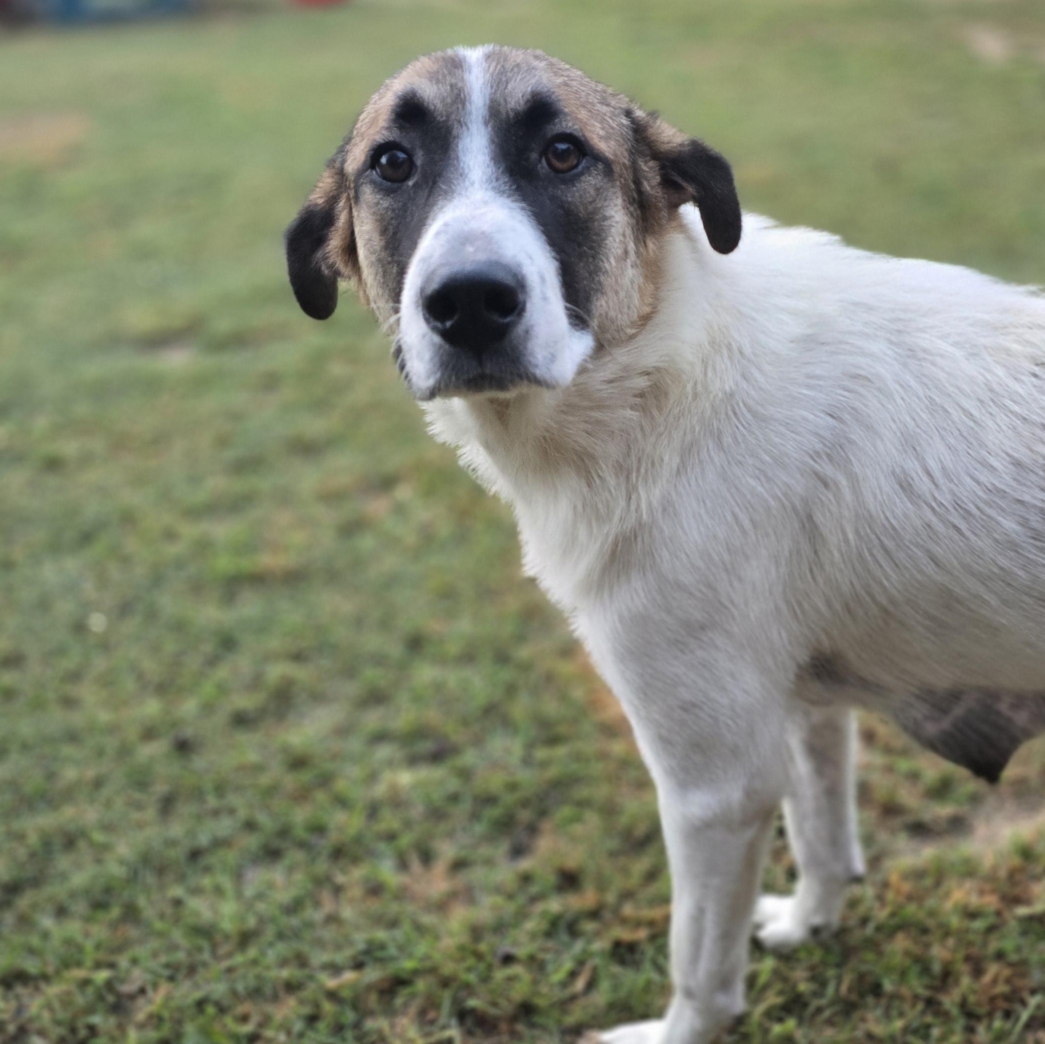 Coconut, a Adoptable Anatolian Shepherd in Athens, AL image 3/6