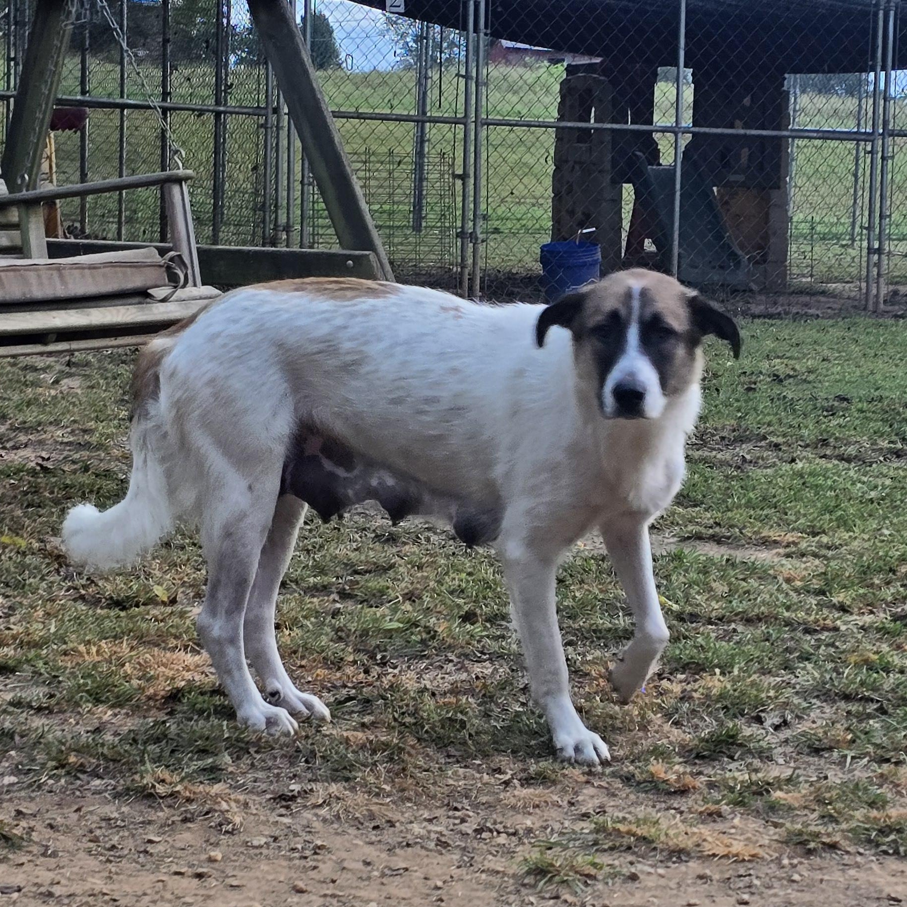 Coconut, a Adoptable Anatolian Shepherd in Athens, AL image 4/6
