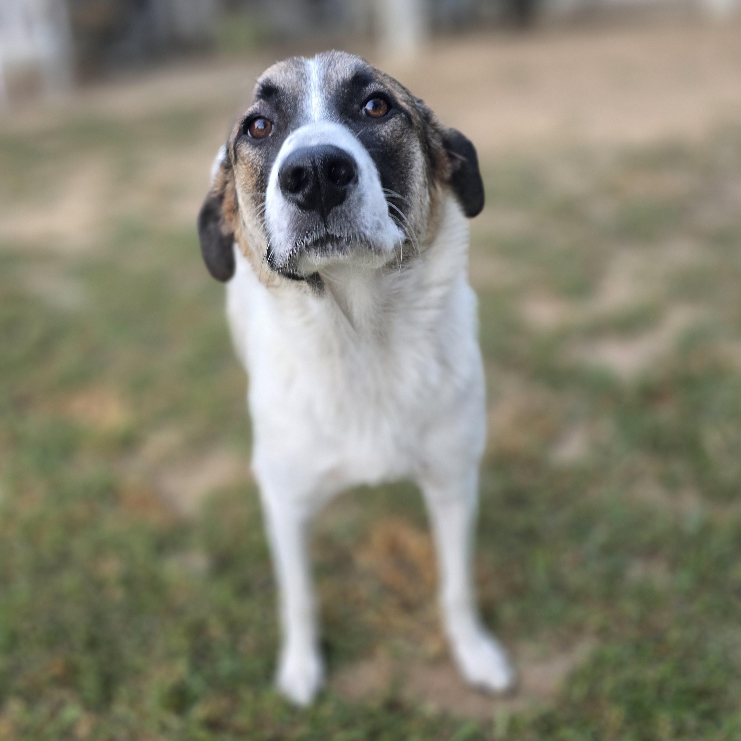 Coconut, a Adoptable Anatolian Shepherd in Athens, AL image 6/6