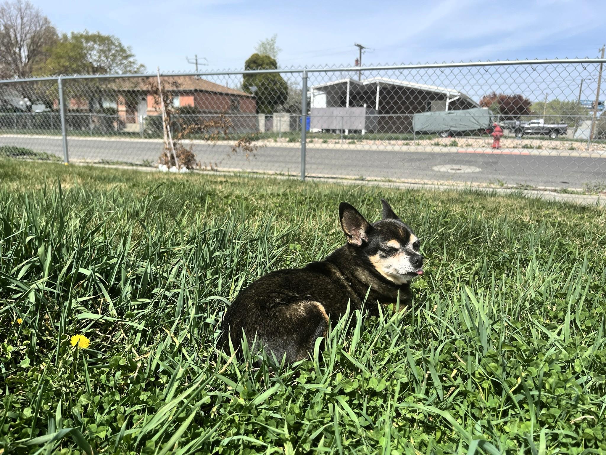 King Julien, a ADOPTABLE Chihuahua in Salt Lake City, UT image 2/6