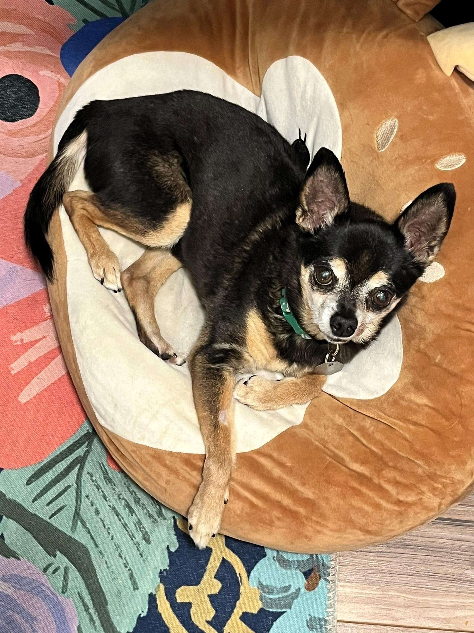 King Julien, a ADOPTABLE Chihuahua in Salt Lake City, UT image 3/6