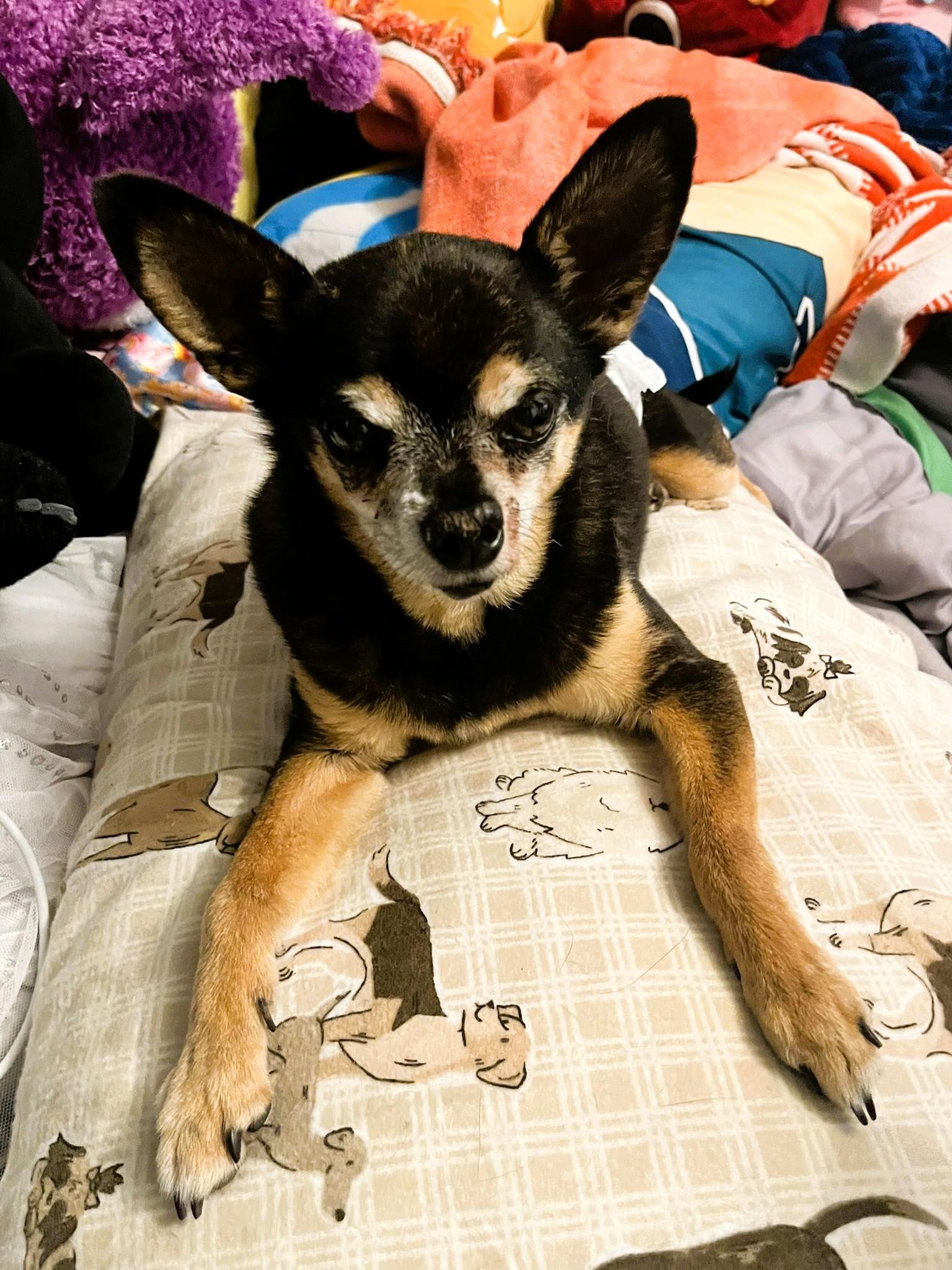 King Julien, a ADOPTABLE Chihuahua in Salt Lake City, UT image 6/6