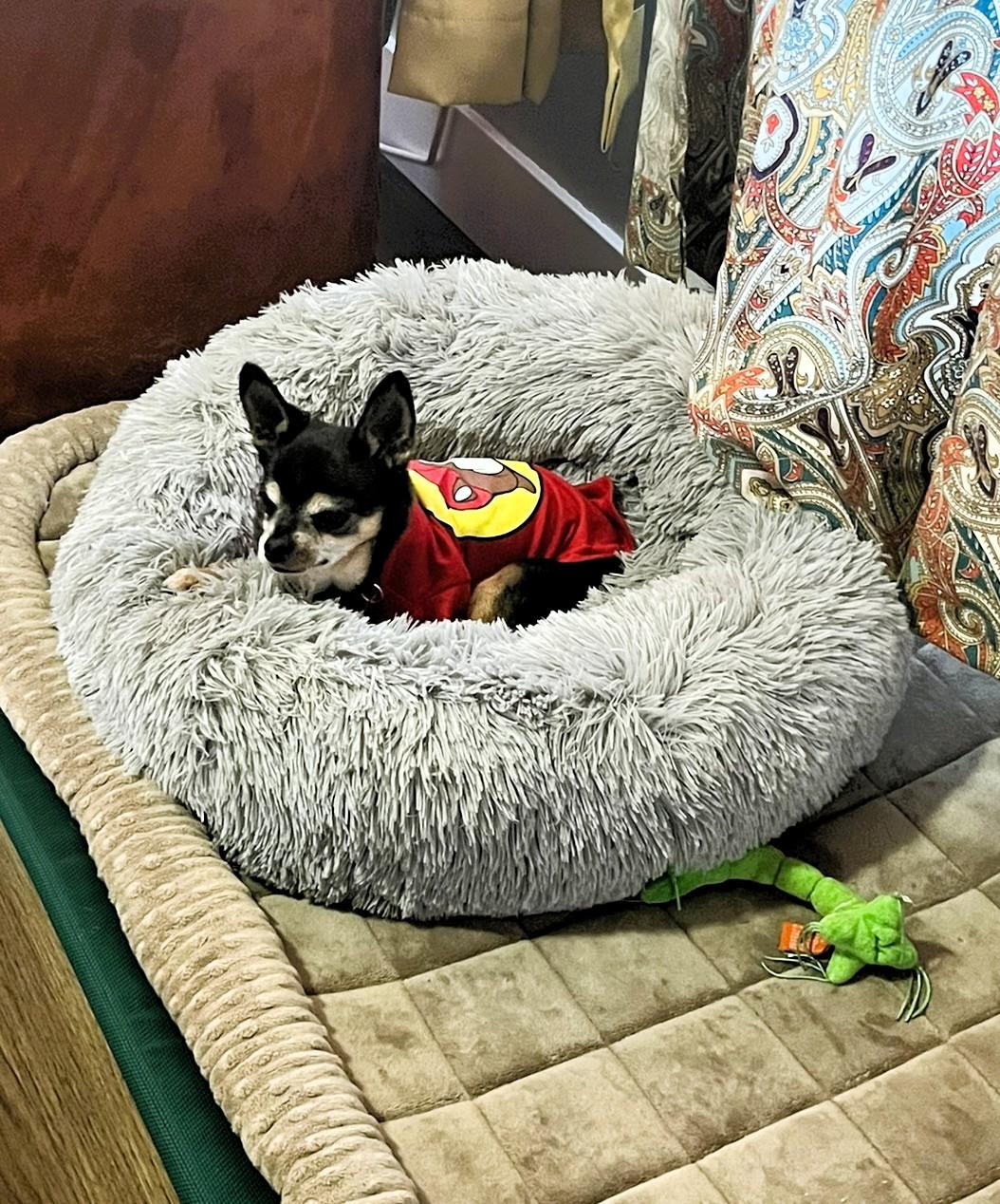 King Julien, a ADOPTABLE Chihuahua in Salt Lake City, UT image 5/6