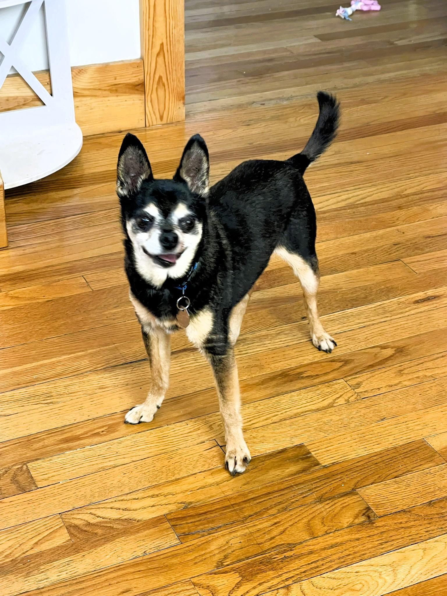 King Julien, a ADOPTABLE Chihuahua in Salt Lake City, UT image 4/6