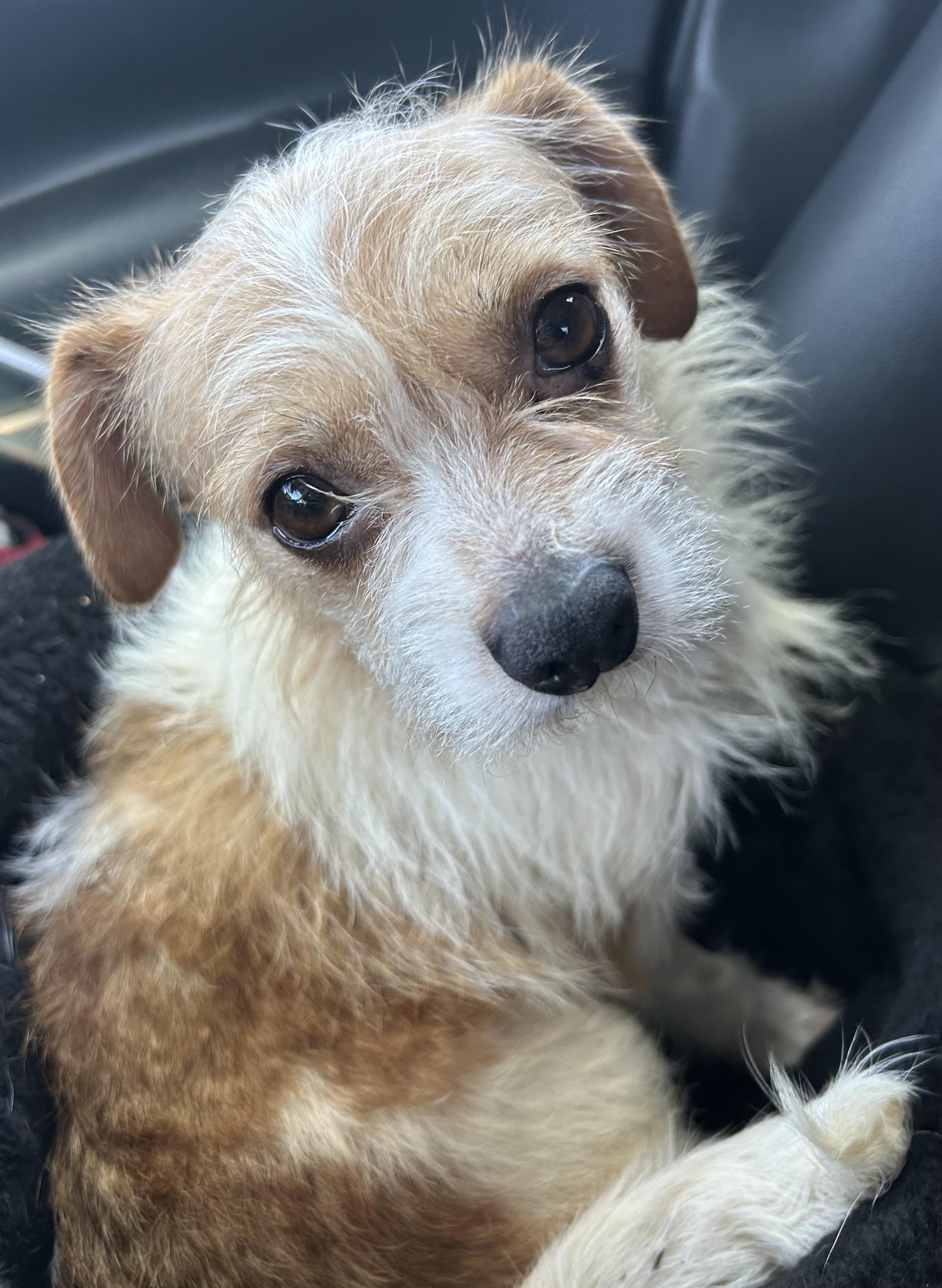 Enlarge Winnie, a Adoptable mixed breed in Yuba City, CA image 2/3