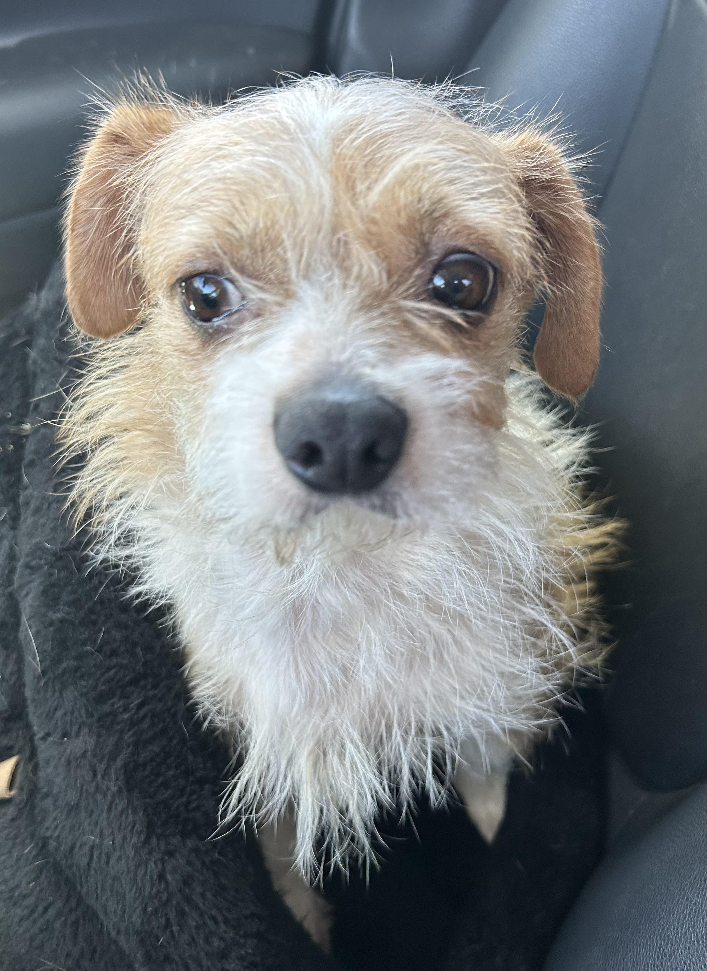 Enlarge Winnie, a Adoptable mixed breed in Yuba City, CA image 3/3