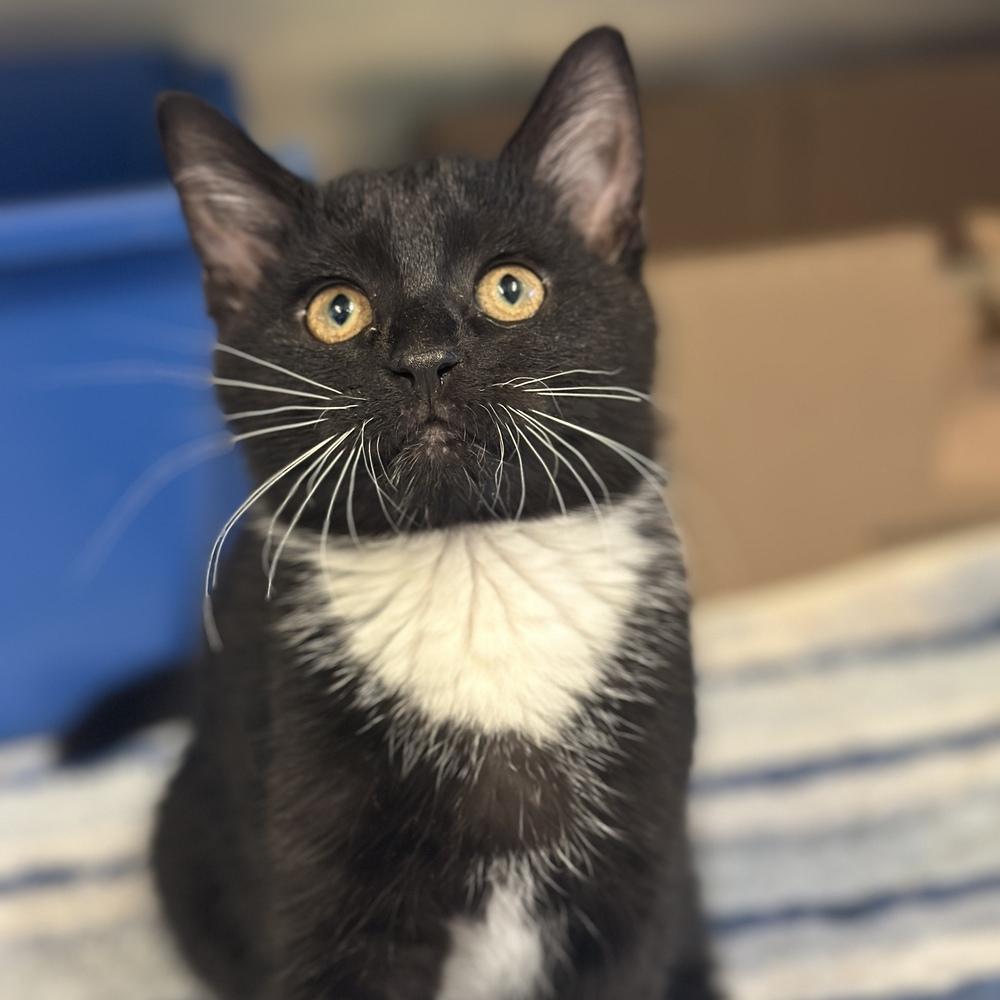 Biscuit, Adoptable, Kitten Female Domestic Short Hair.