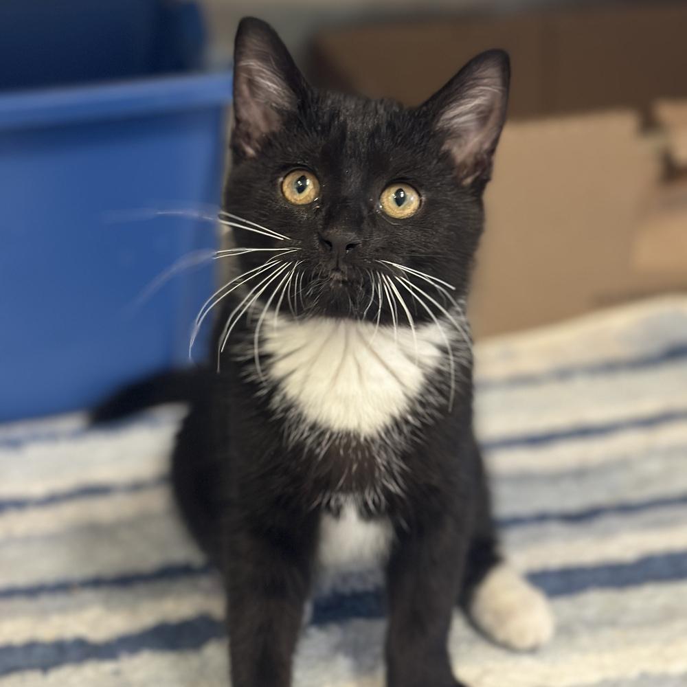 Biscuit, a Adoptable mixed breed in Columbus, OH image 2/2