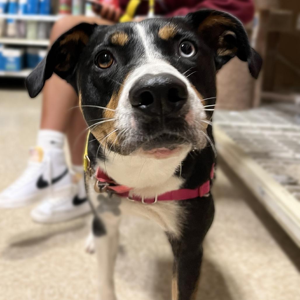 Enlarge Lucy Jane, a Adoptable mixed breed in Falls Church, VA image 1/6