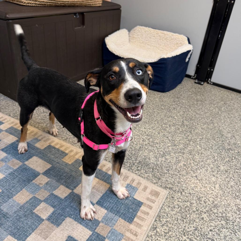 Lucy Jane, Adoptable, Adult Female Shepherd & Mixed Breed.