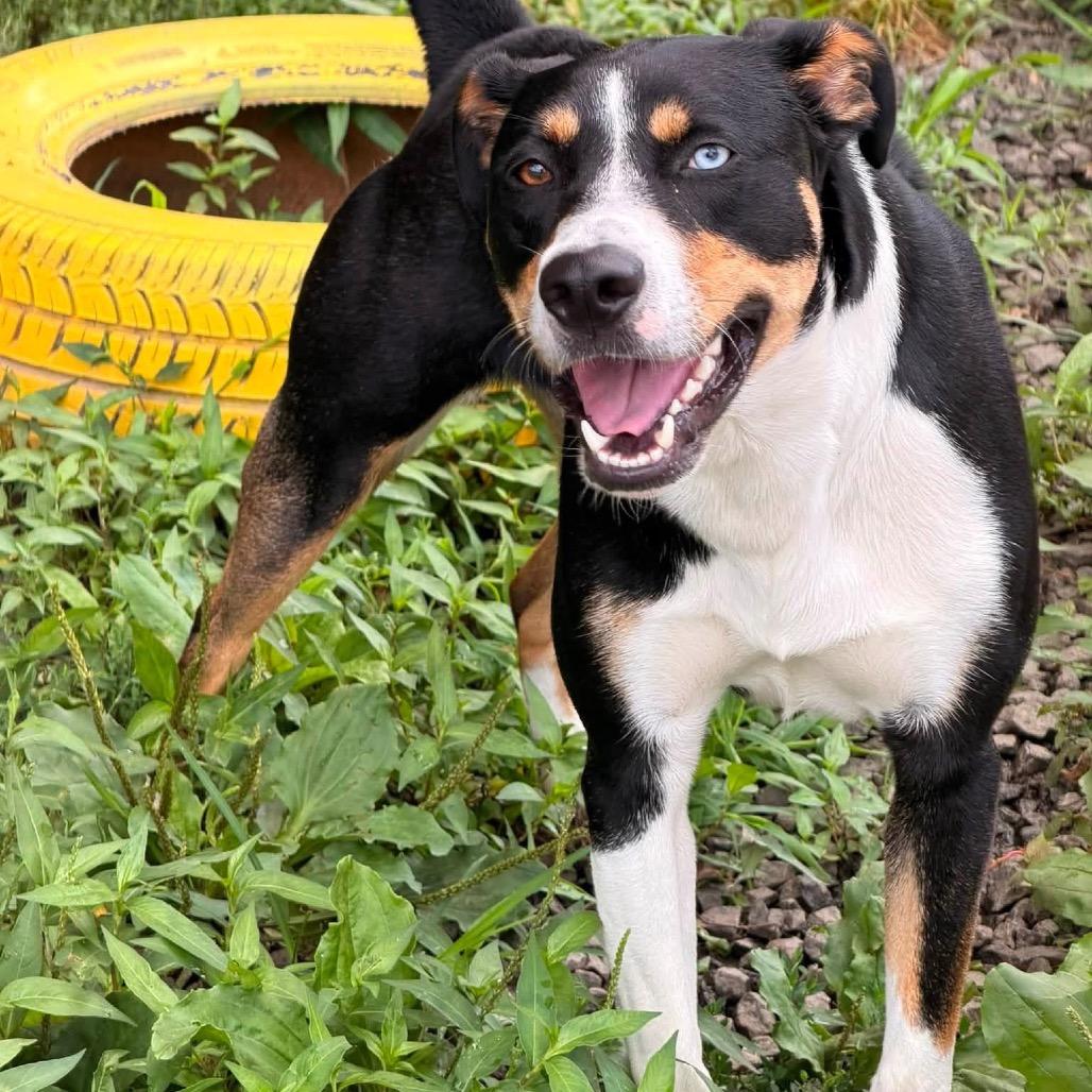 Lucy Jane, a Adoptable mixed breed in Falls Church, VA image 2/6