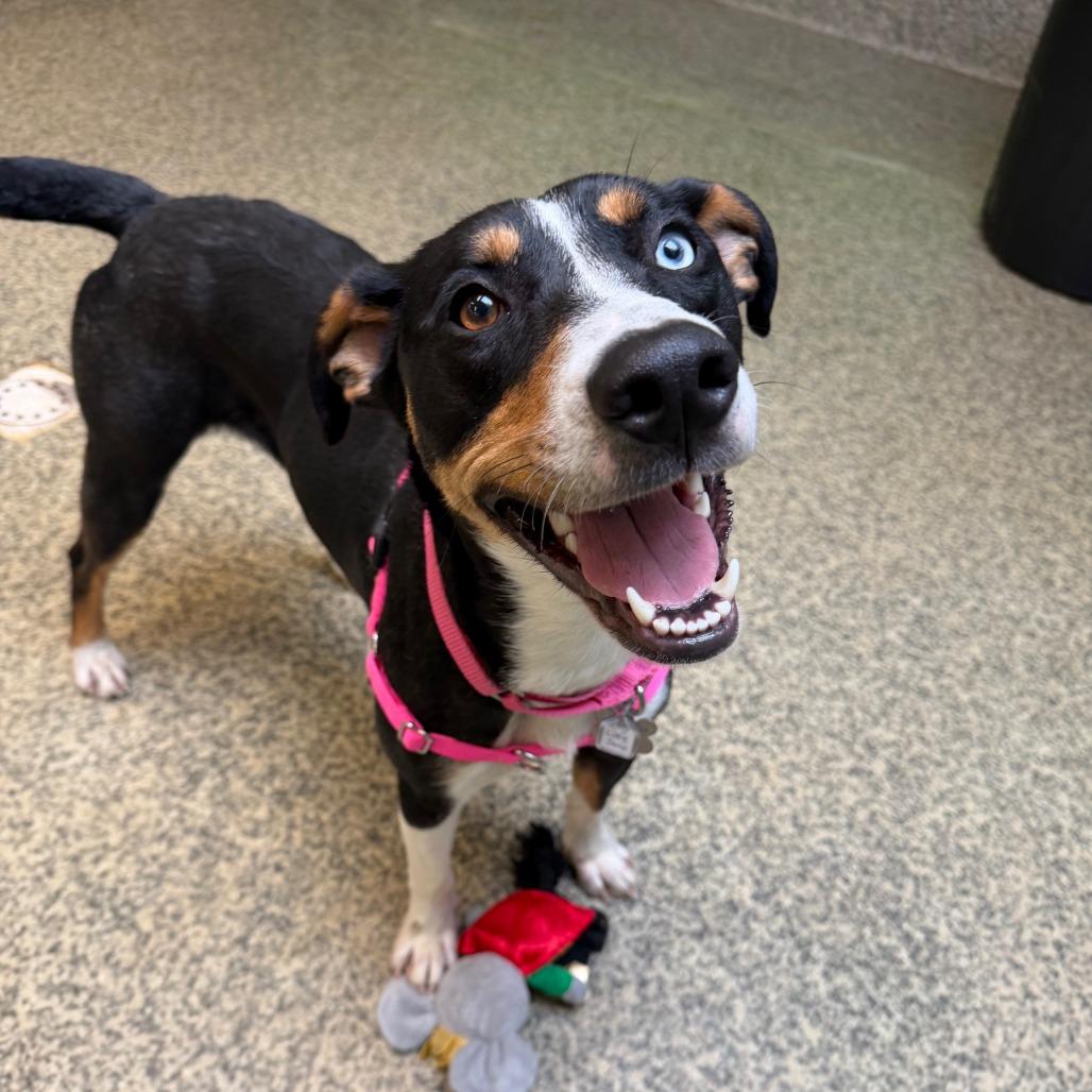 Lucy Jane, a Adoptable mixed breed in Falls Church, VA image 3/6