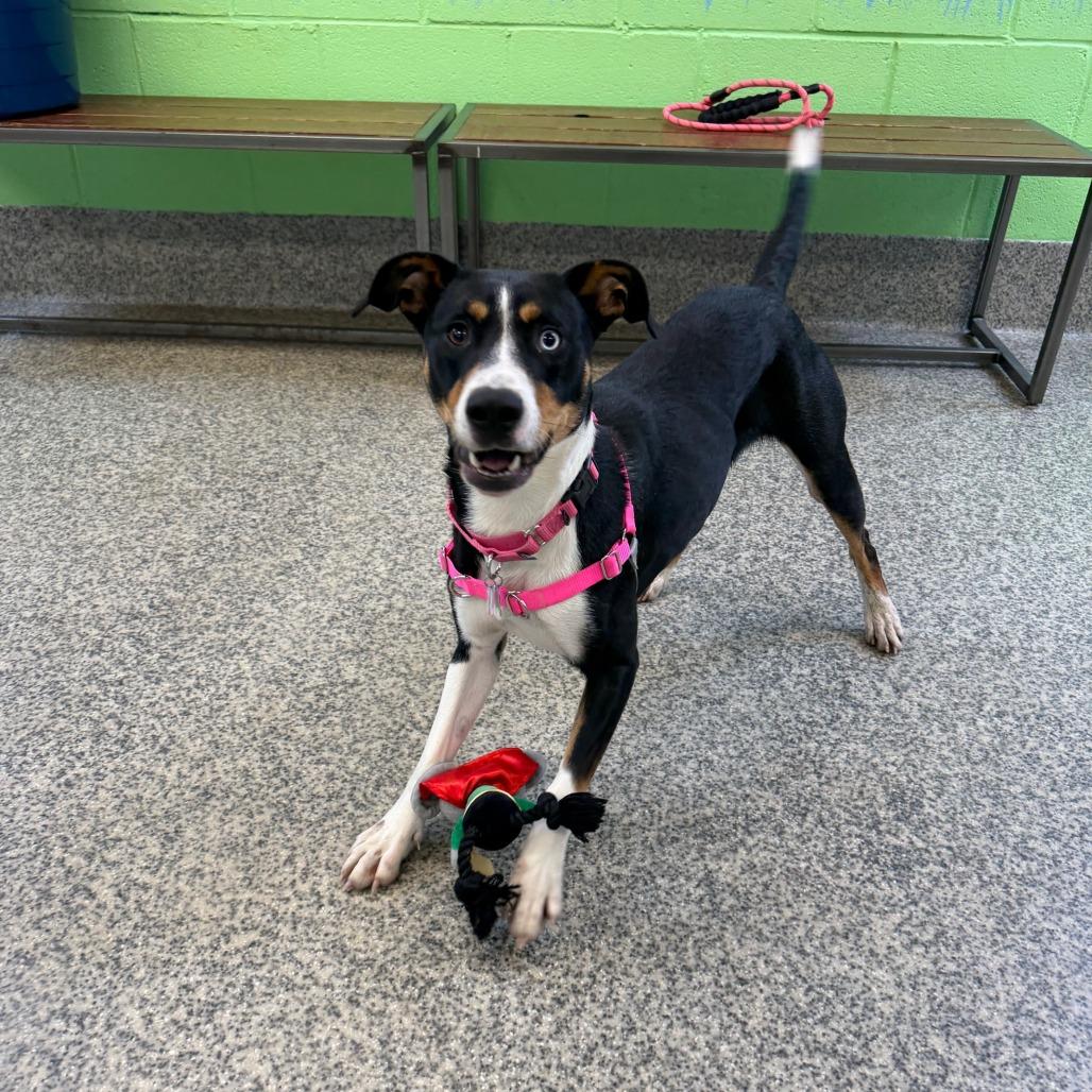 Lucy Jane, a Adoptable mixed breed in Falls Church, VA image 4/6