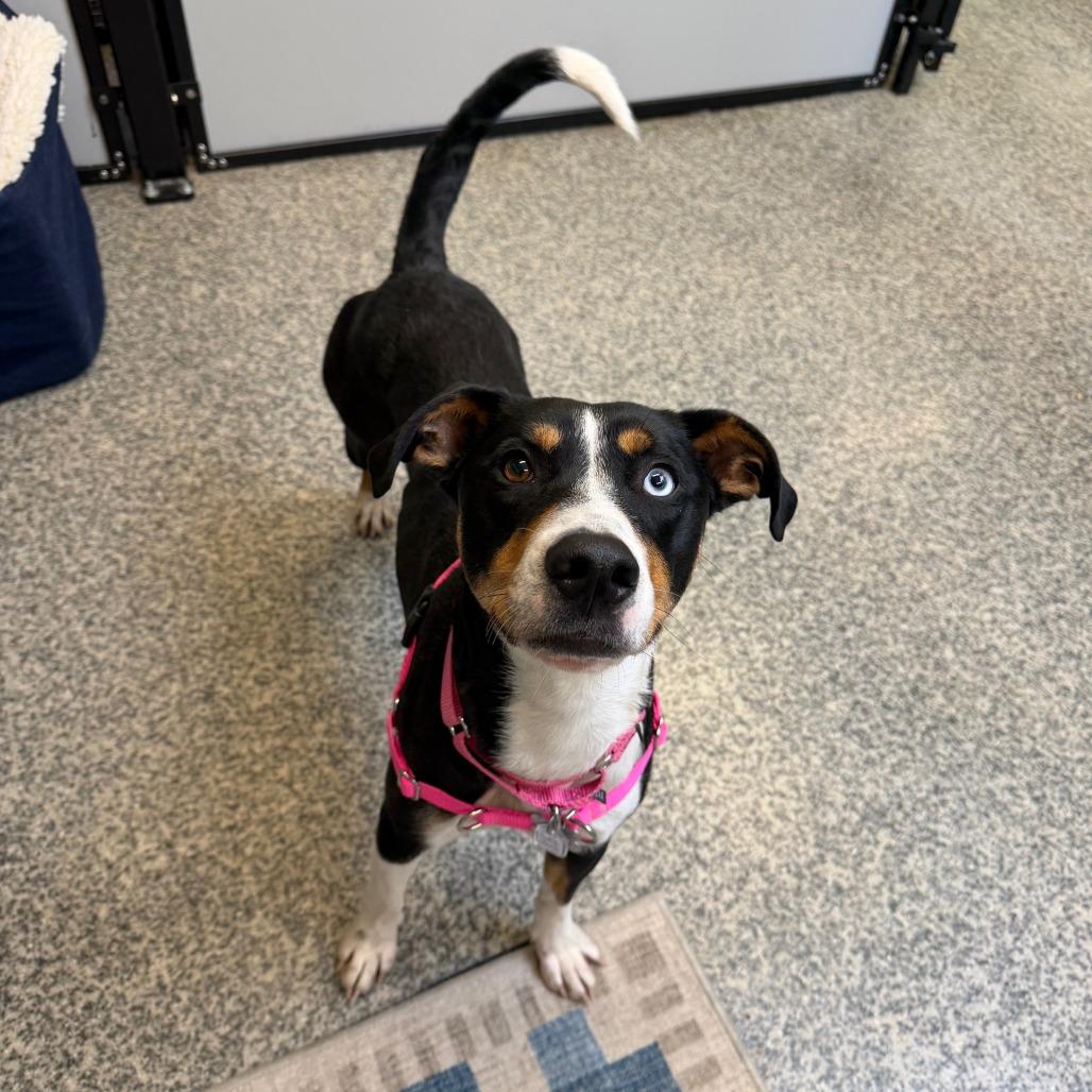 Lucy Jane, a Adoptable mixed breed in Falls Church, VA image 5/6