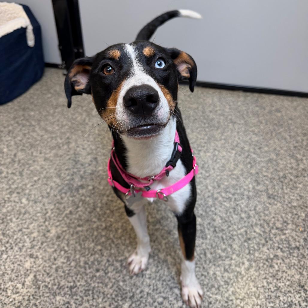 Lucy Jane, a Adoptable mixed breed in Falls Church, VA image 6/6