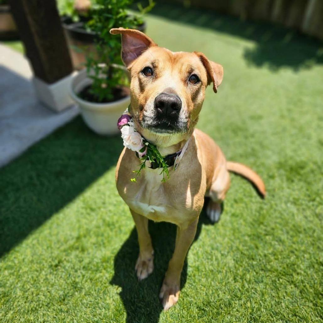 Enlarge Sable, a Adoptable mixed breed in Tomball, TX image 1/3