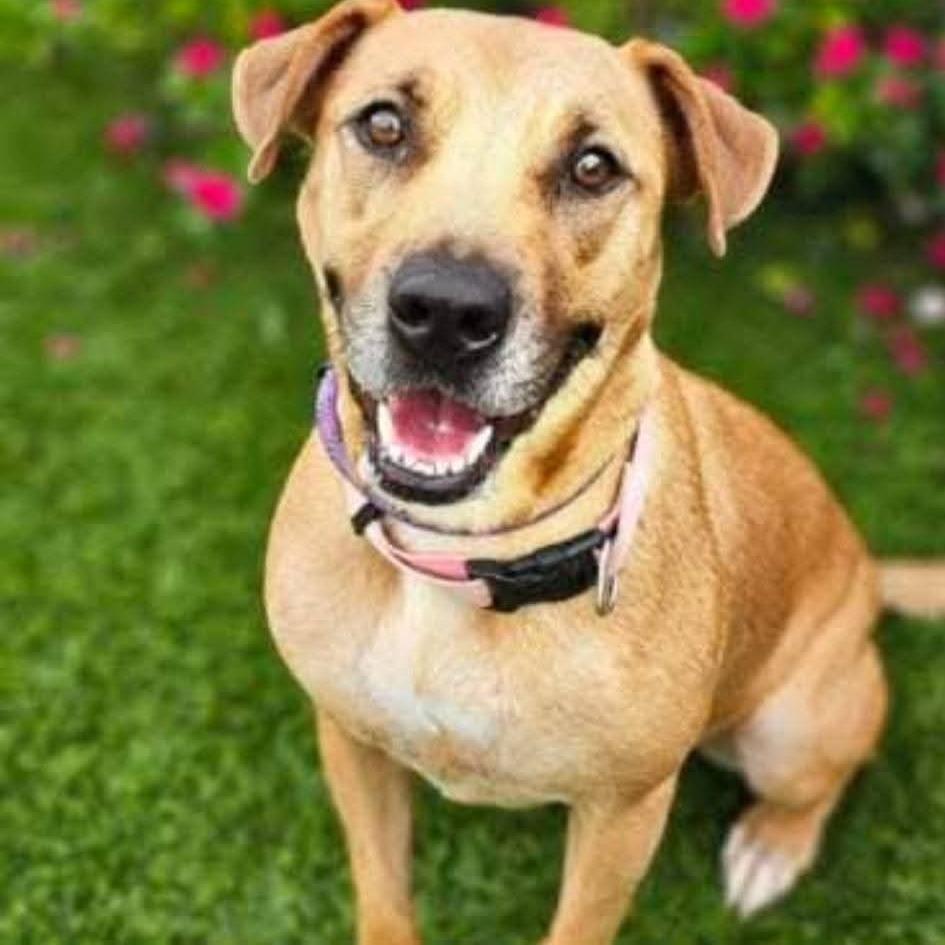 Enlarge Sable, a Adoptable mixed breed in Tomball, TX image 2/3