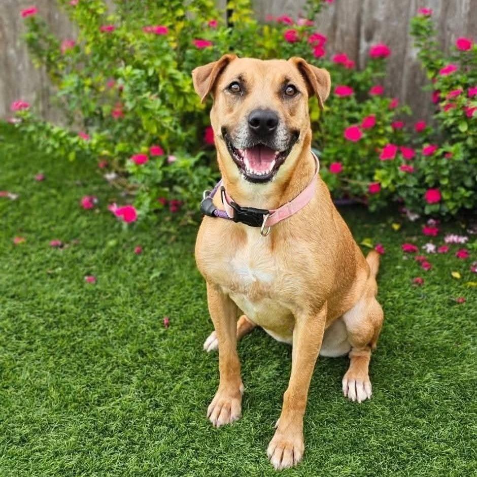 Enlarge Sable, a Adoptable mixed breed in Tomball, TX image 3/3