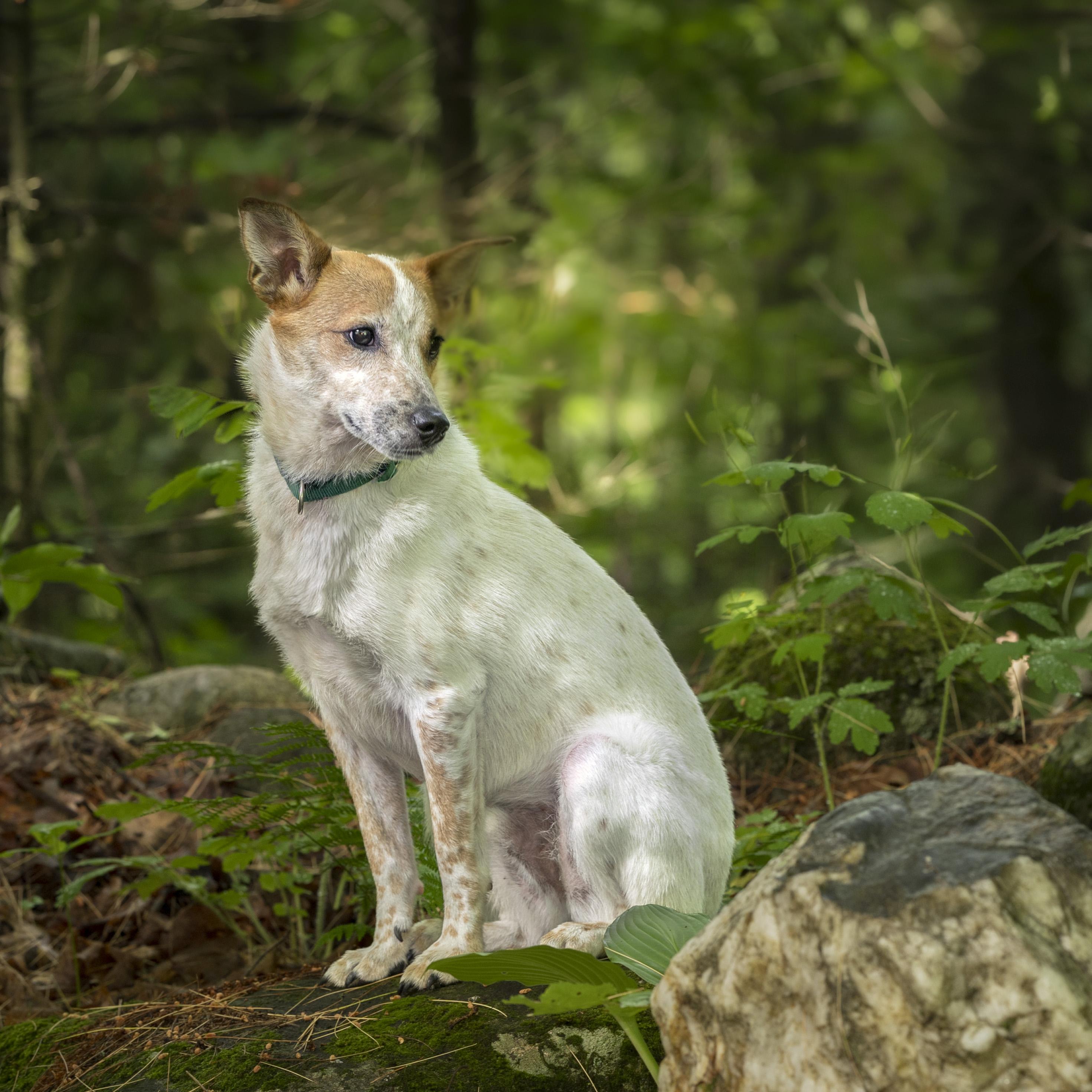 Max, a ADOPTABLE mixed breed in Jay, ME image 2/5