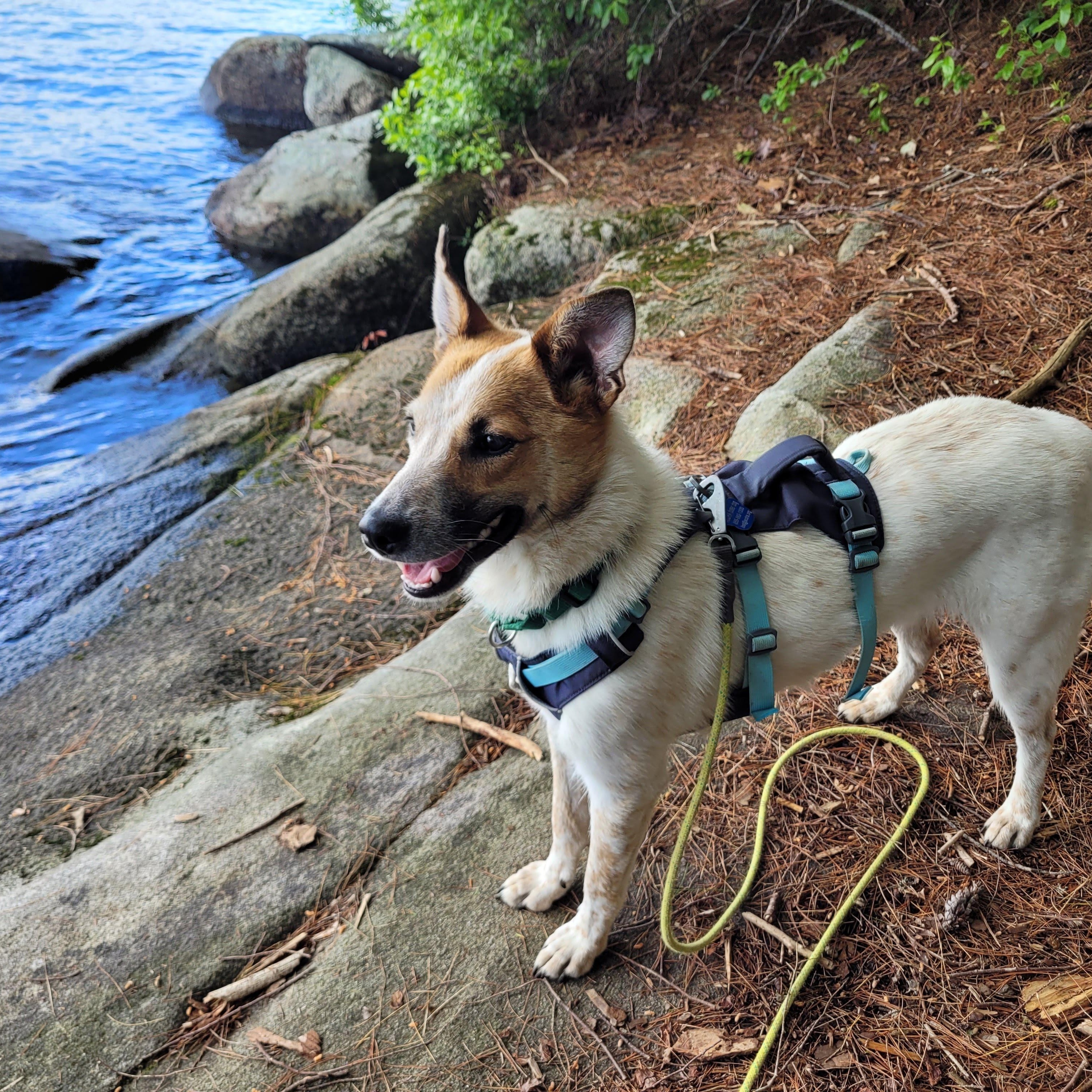Max, a ADOPTABLE mixed breed in Jay, ME image 3/5