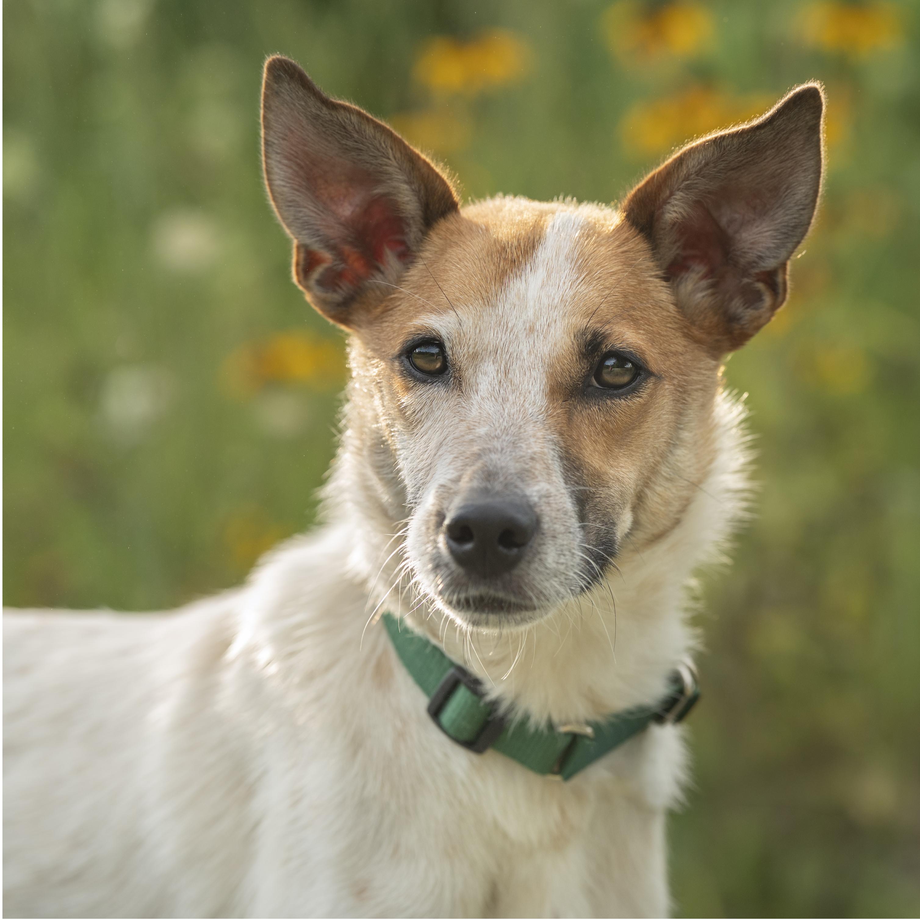 Max, ADOPTABLE, Young Male Australian Cattle Dog / Blue Heeler.