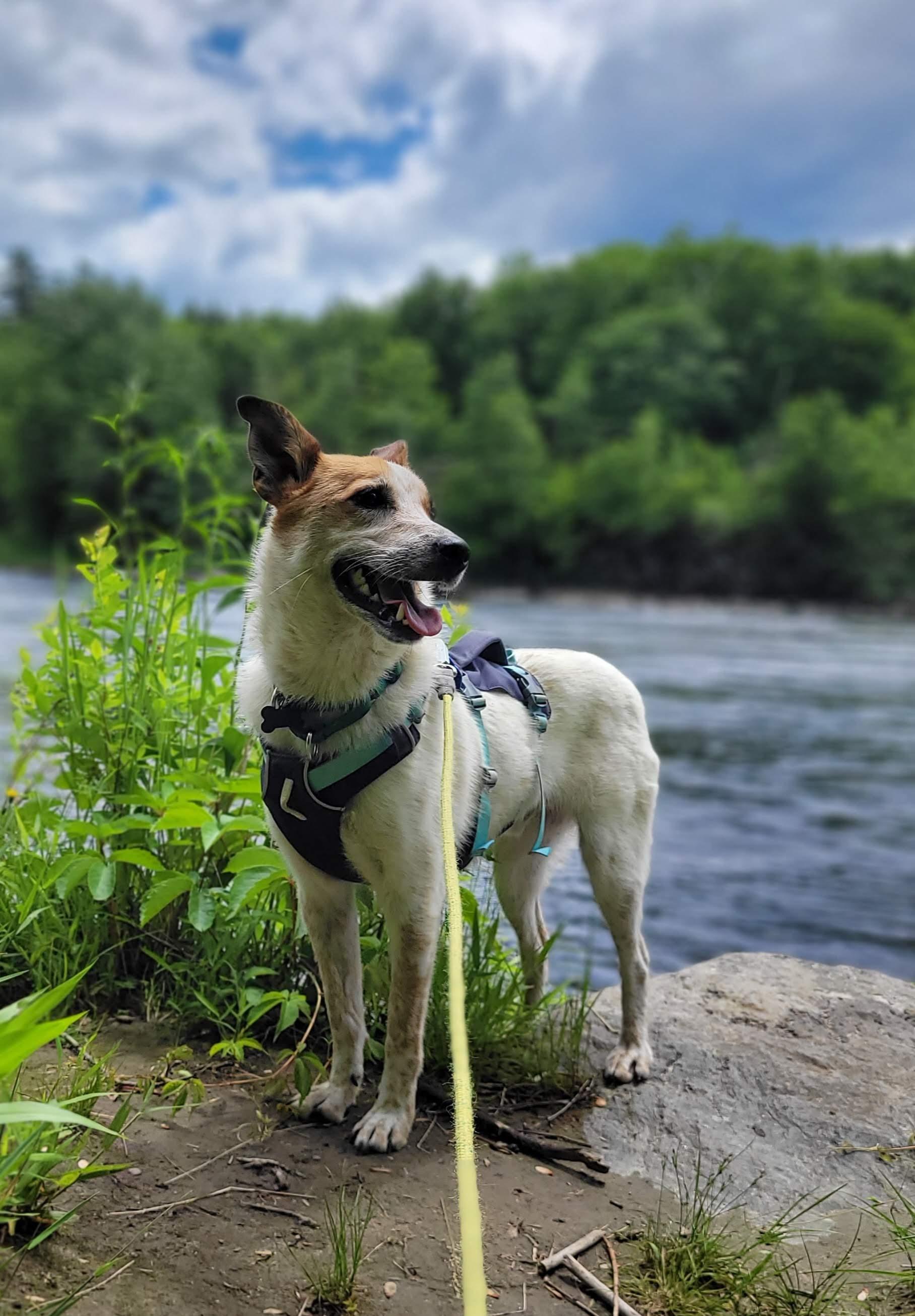 Max, a ADOPTABLE mixed breed in Jay, ME image 4/5