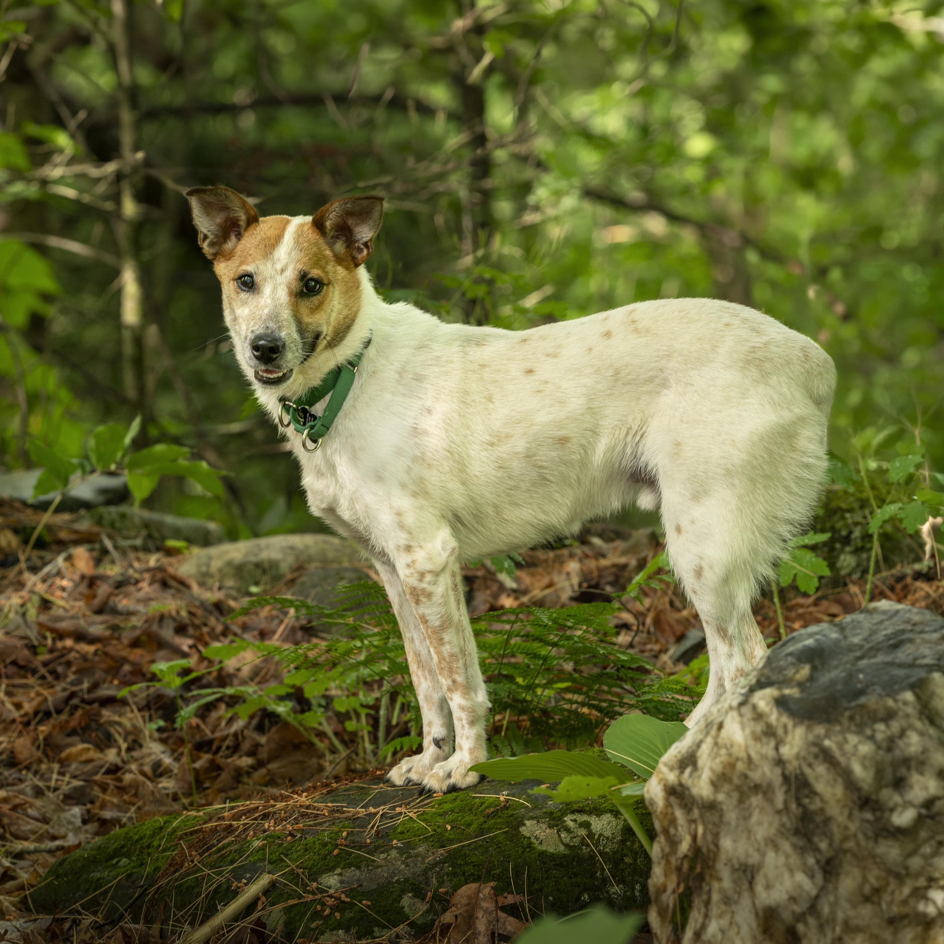 Max, ADOPTABLE, Young Male Australian Cattle Dog / Blue Heeler.