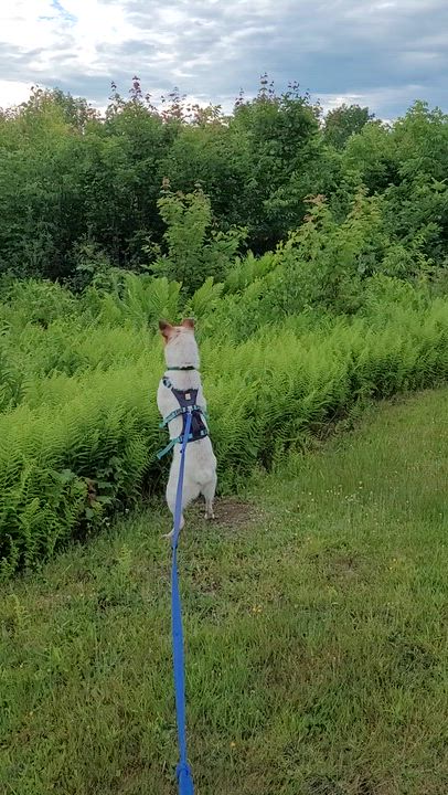 Enlarge Max, a ADOPTABLE mixed breed in Jay, ME video 5/5
