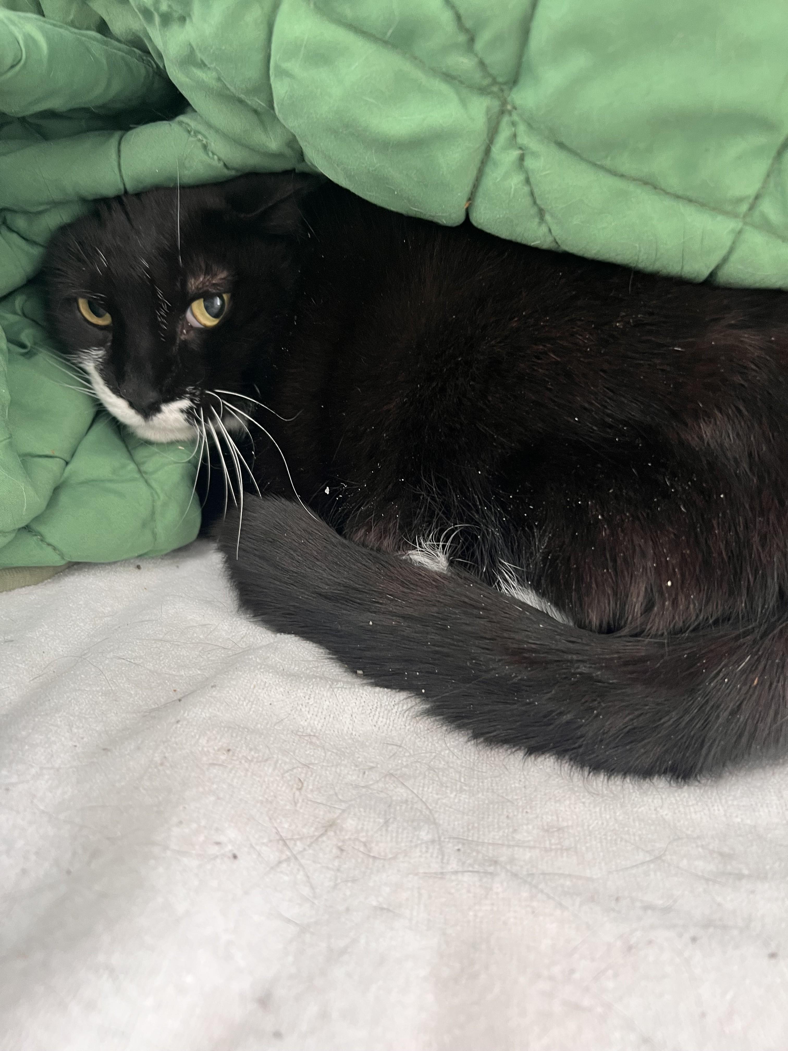 Enlarge Sneekers, a ADOPTABLE Domestic Short Hair in Albany, NY image 1/1