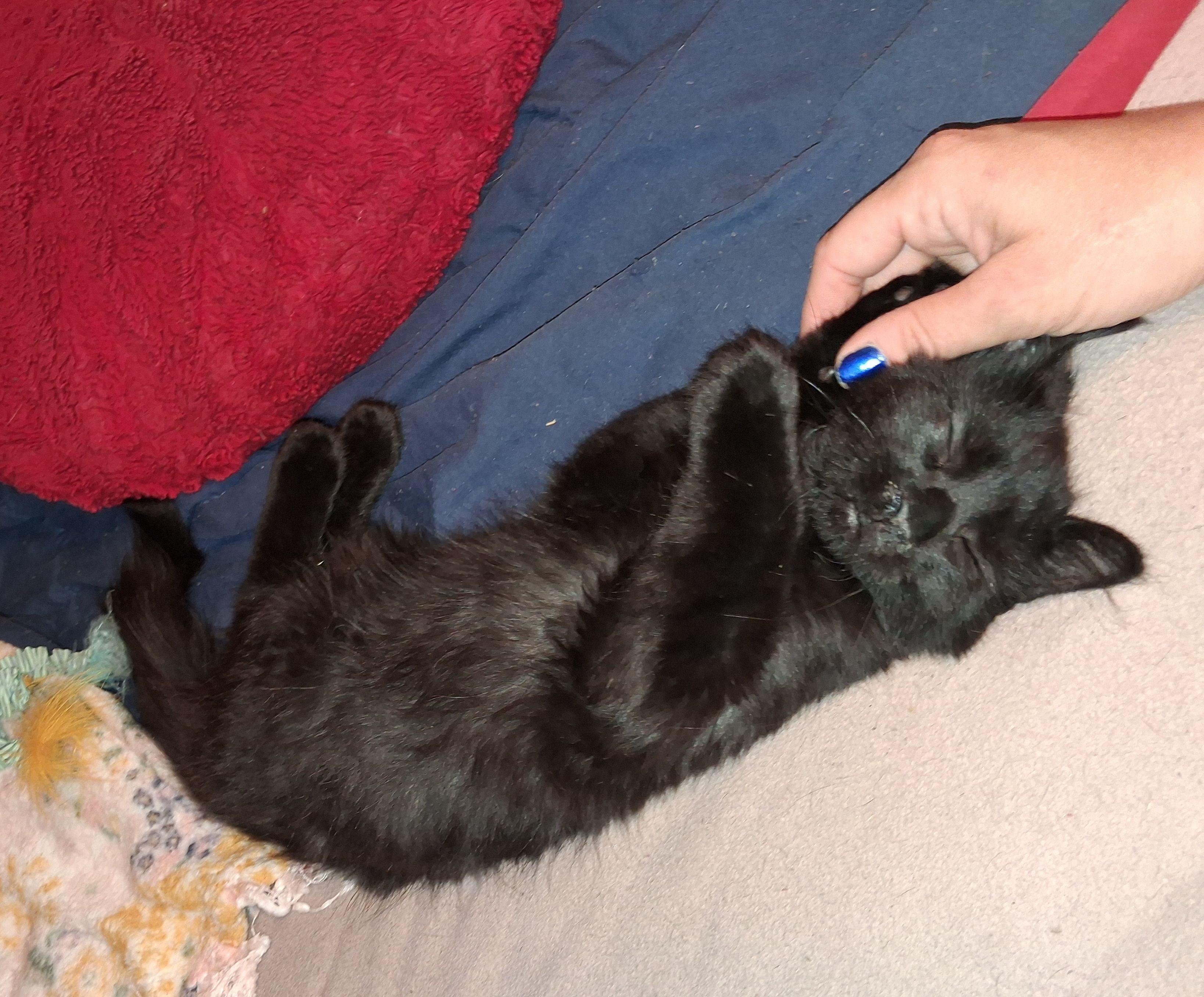 Enlarge Onyx, a Adopted Domestic Long Hair in Carneys Point, NJ image 2/3