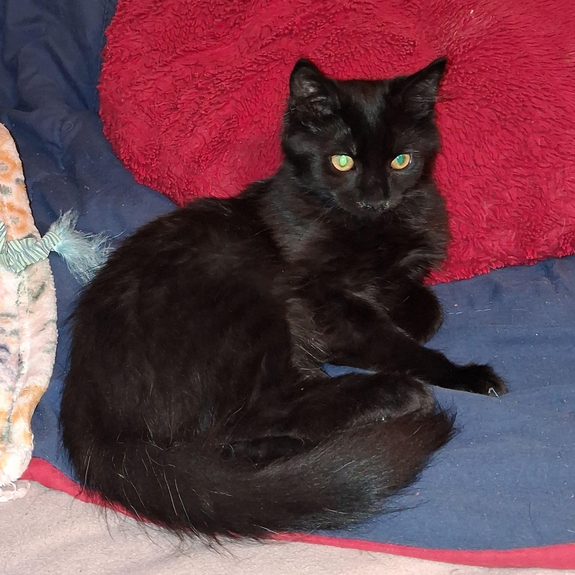 Onyx, Adopted, Kitten Male Domestic Long Hair.