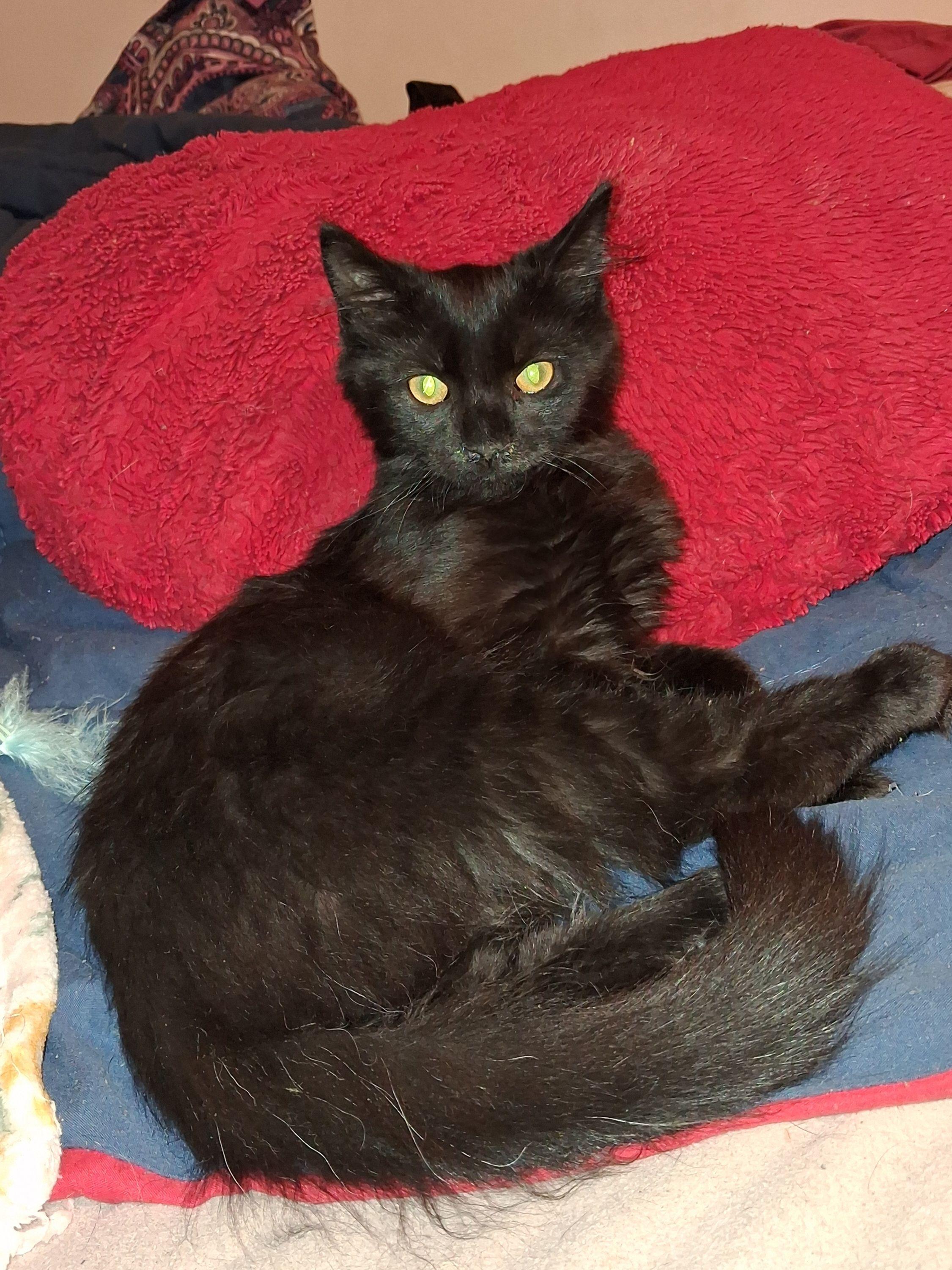 Enlarge Onyx, a Adopted Domestic Long Hair in Carneys Point, NJ image 3/3