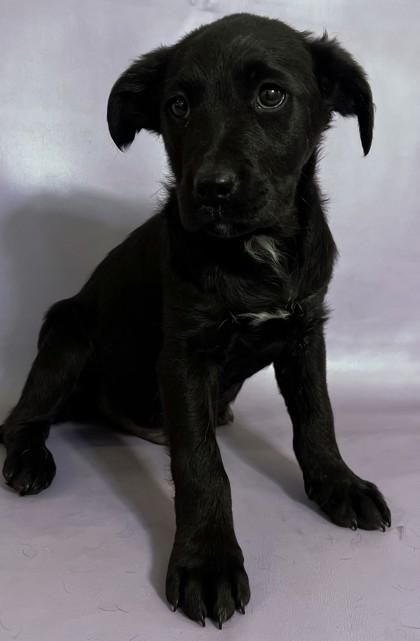 Dracula — thumbnail 2