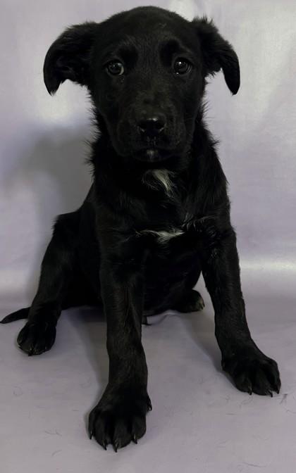 Dracula — thumbnail 3