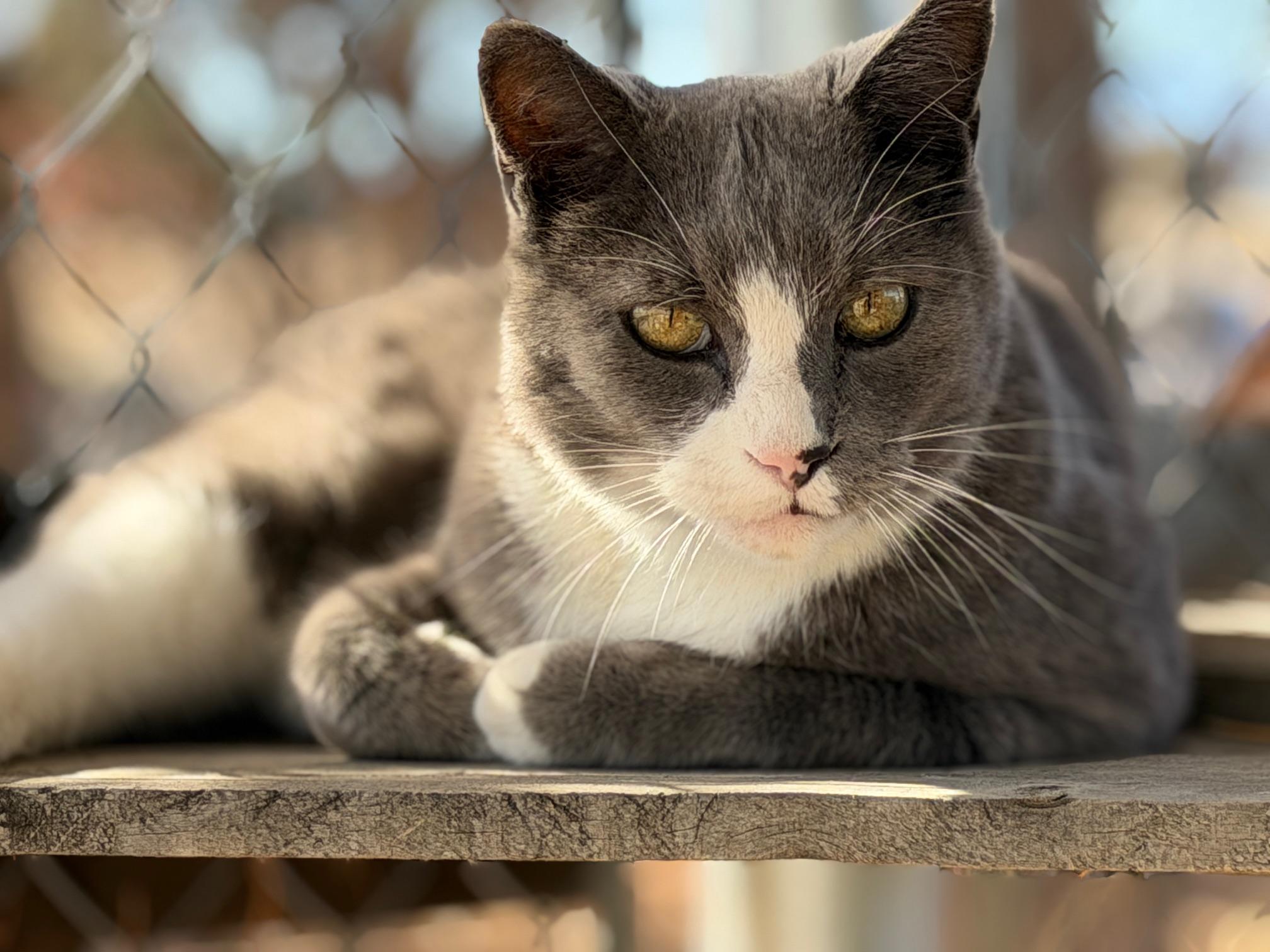 Jaxx, Adoptable, Adult Male Domestic Short Hair.