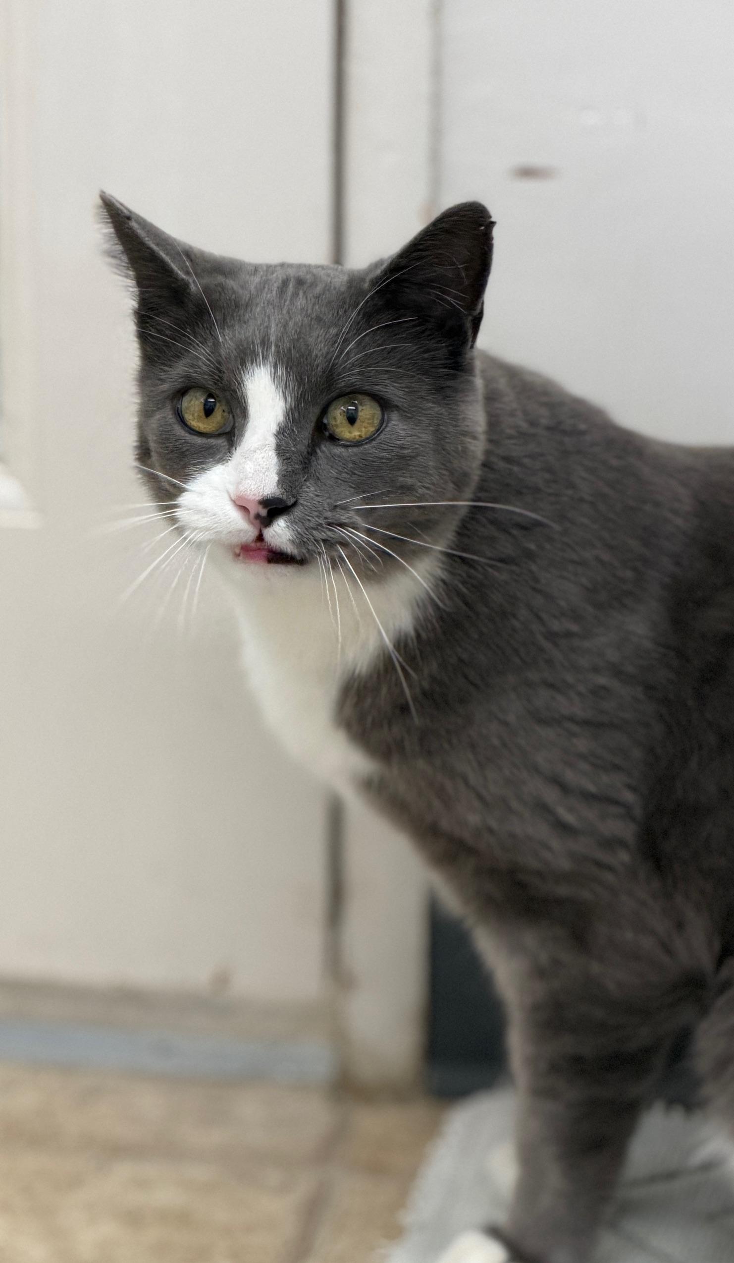 Enlarge Jaxx, a Adoptable Domestic Short Hair in Gardnerville, NV image 3/5