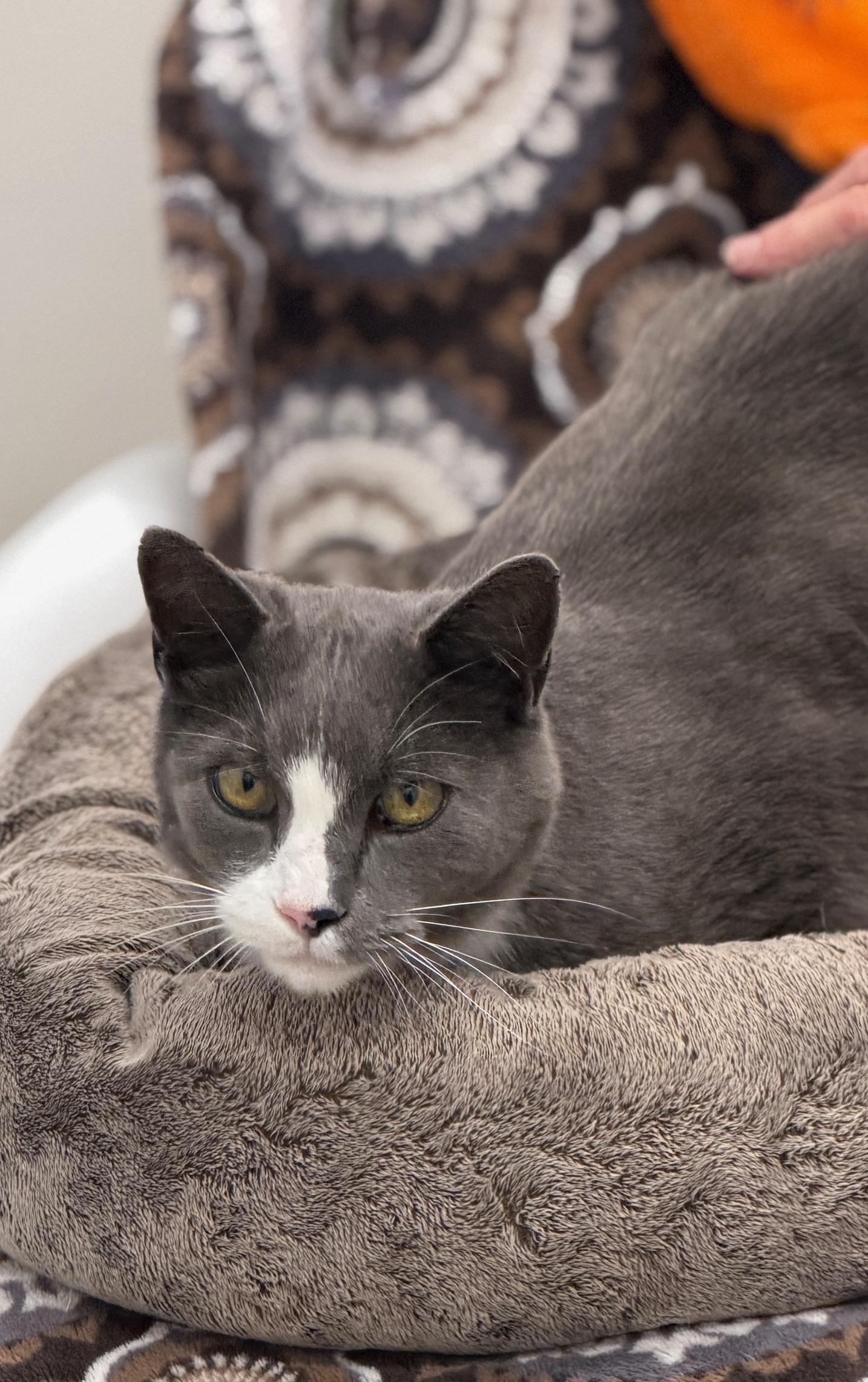 Enlarge Jaxx, a Adoptable Domestic Short Hair in Gardnerville, NV image 4/5