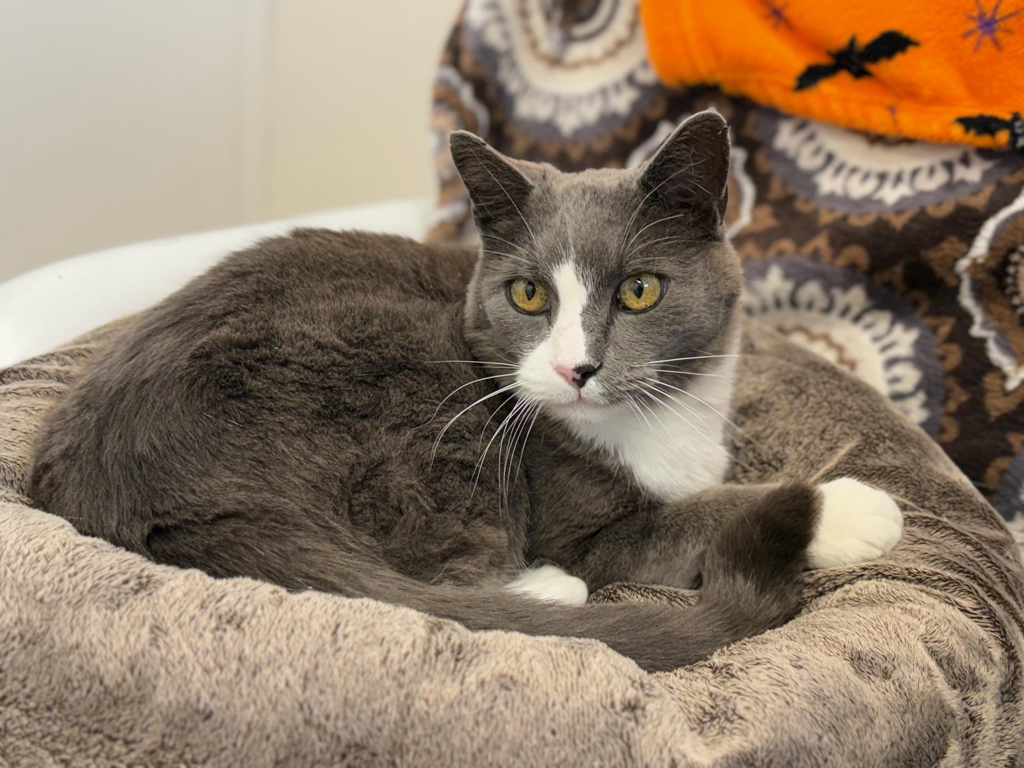Enlarge Jaxx, a Adoptable Domestic Short Hair in Gardnerville, NV image 5/5